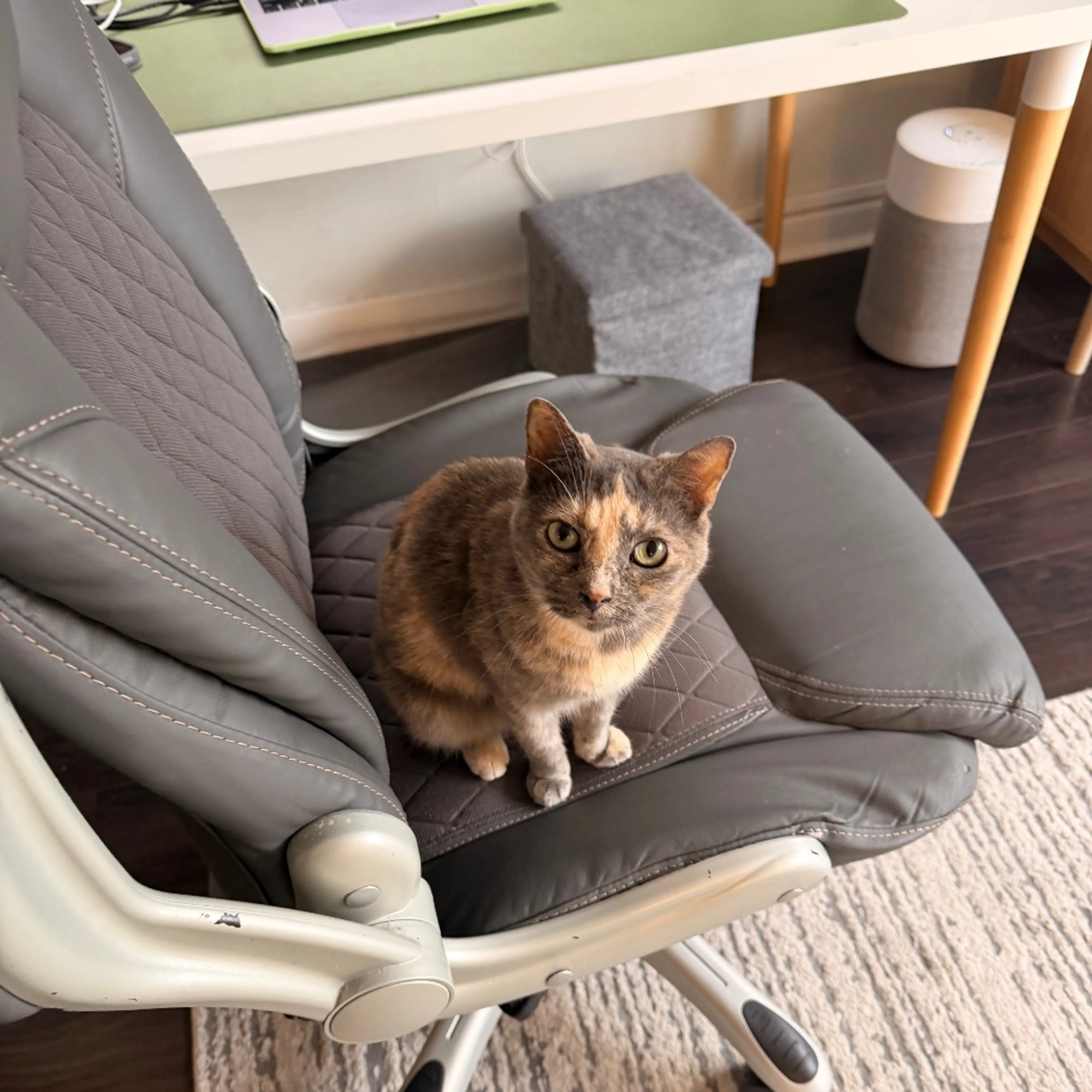 Found pet-9