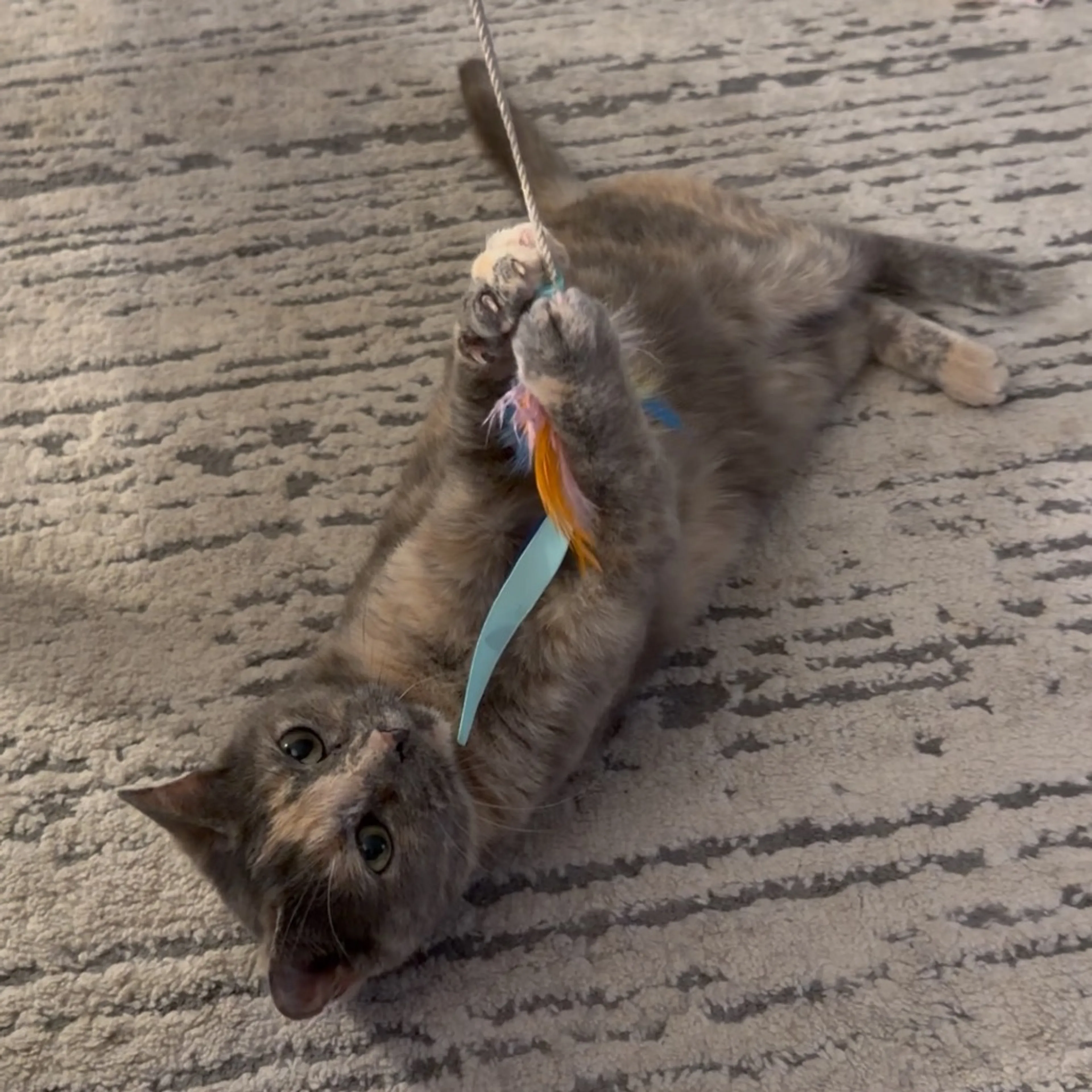 Found pet-6