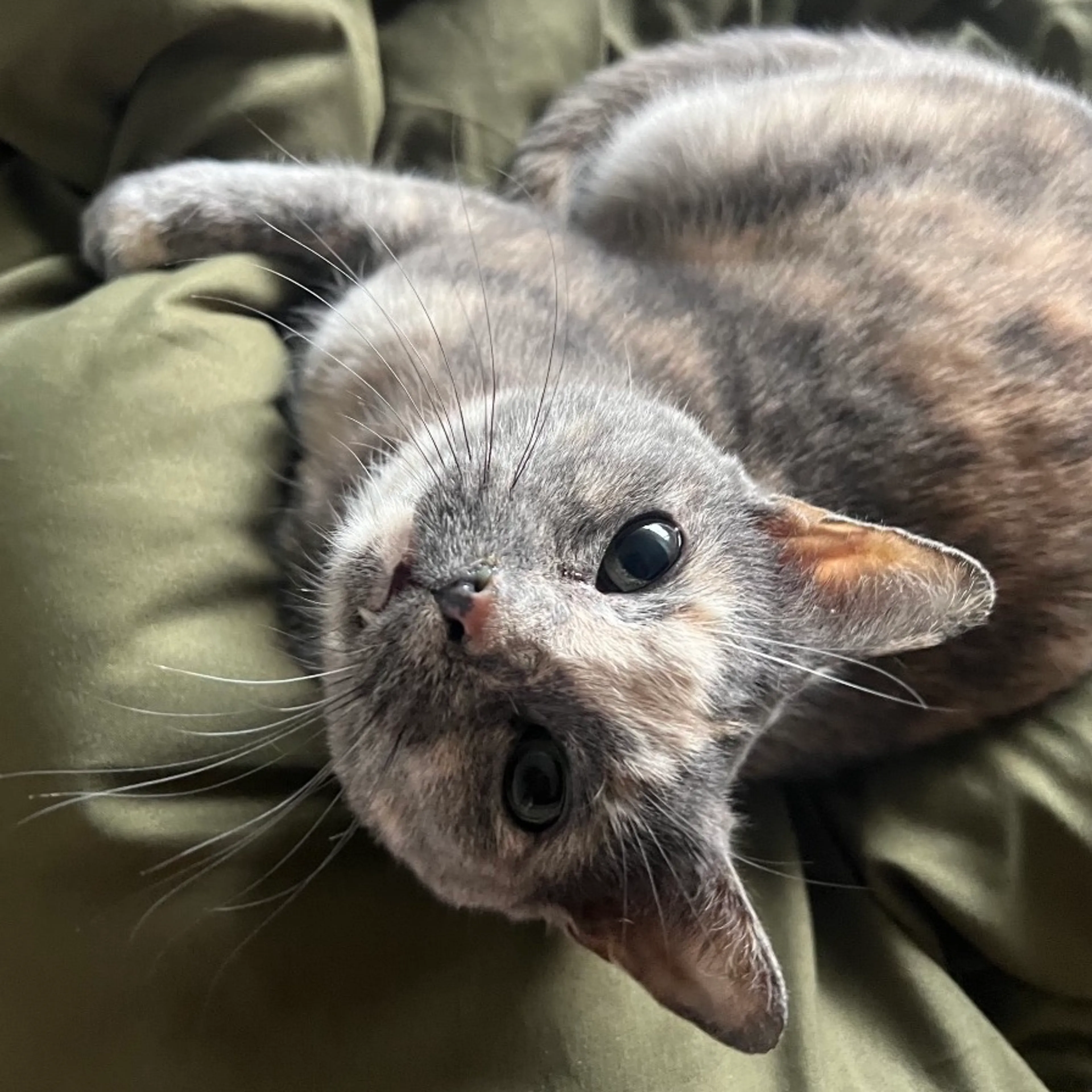 Found pet-2