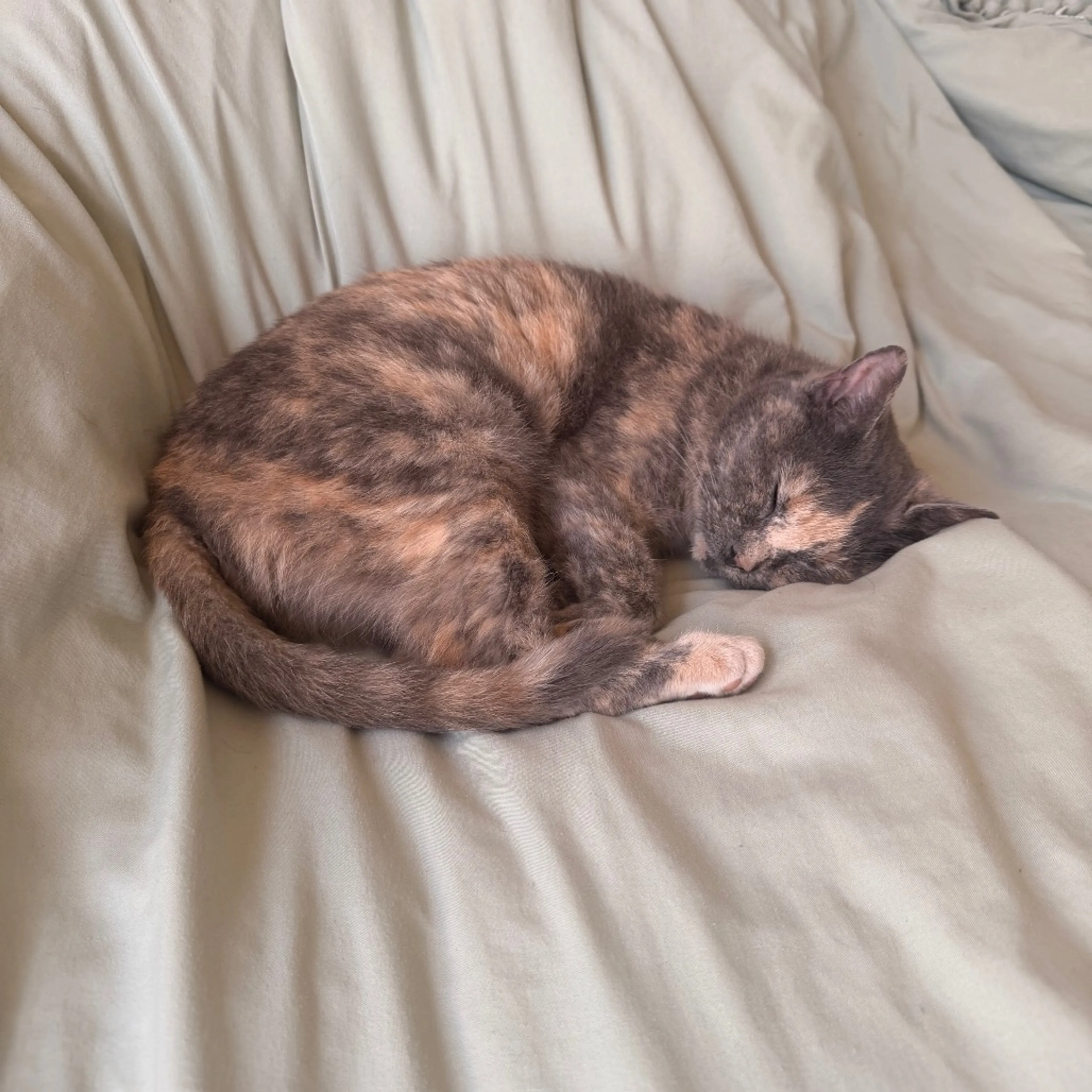 Found pet-11