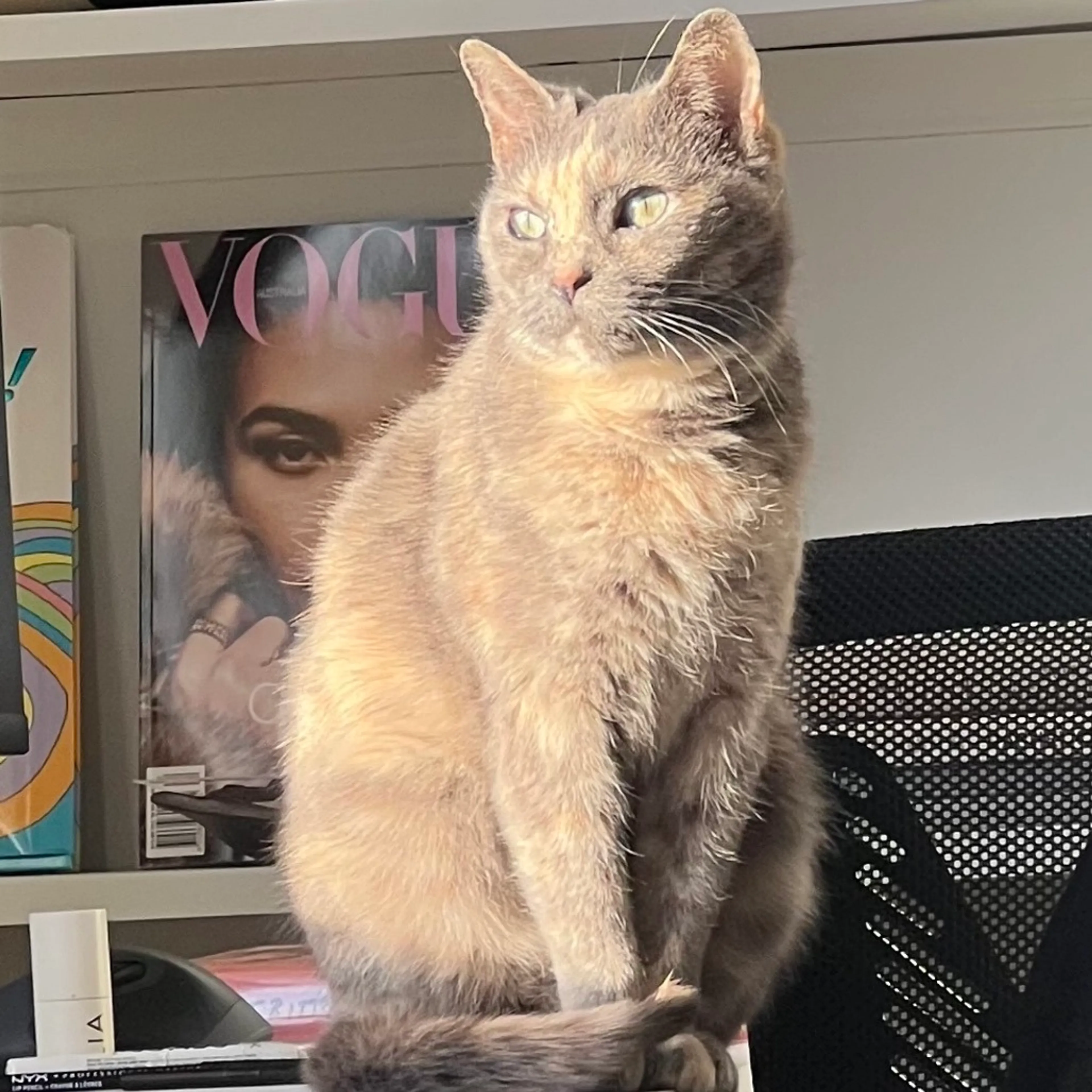 Found pet-1