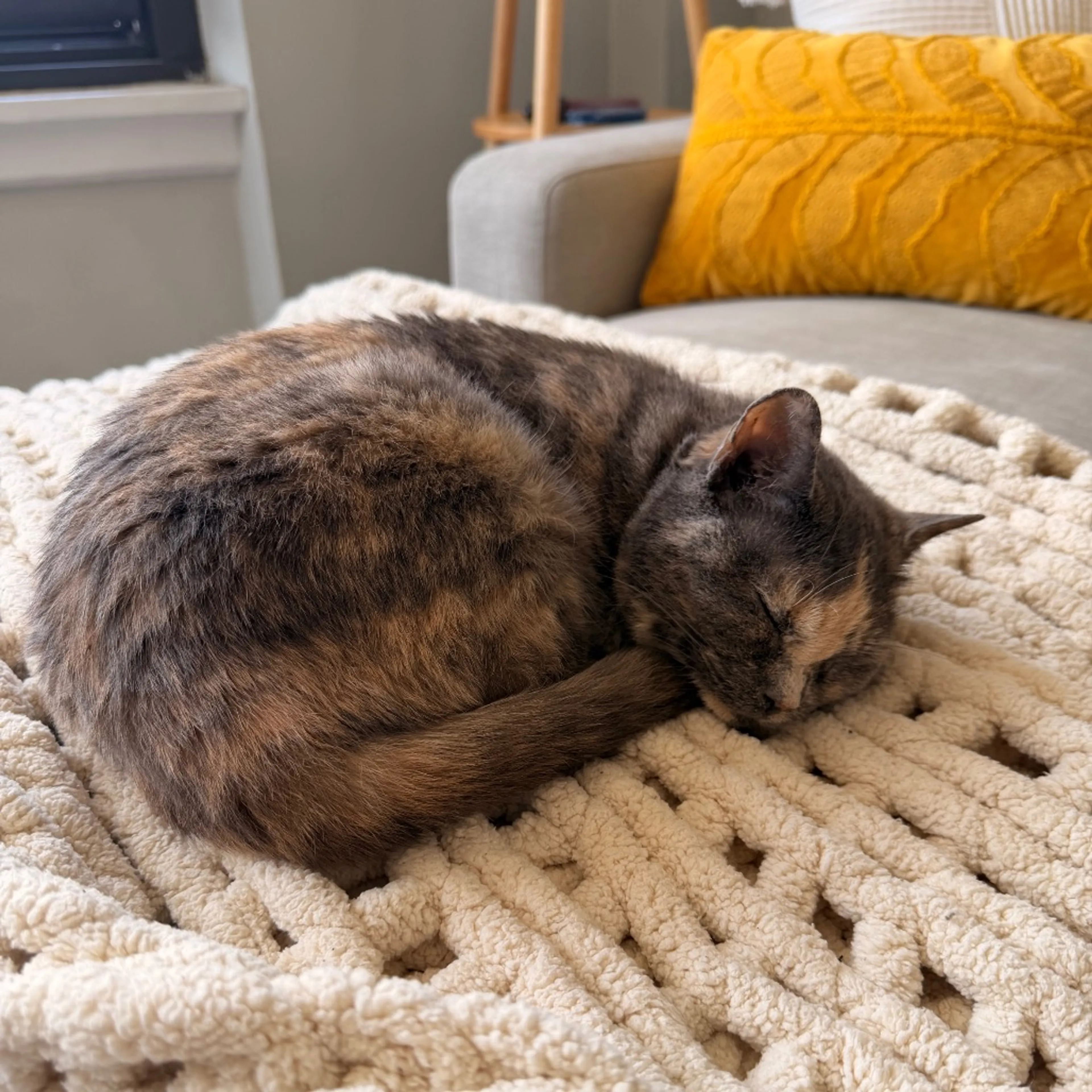 Found pet-10