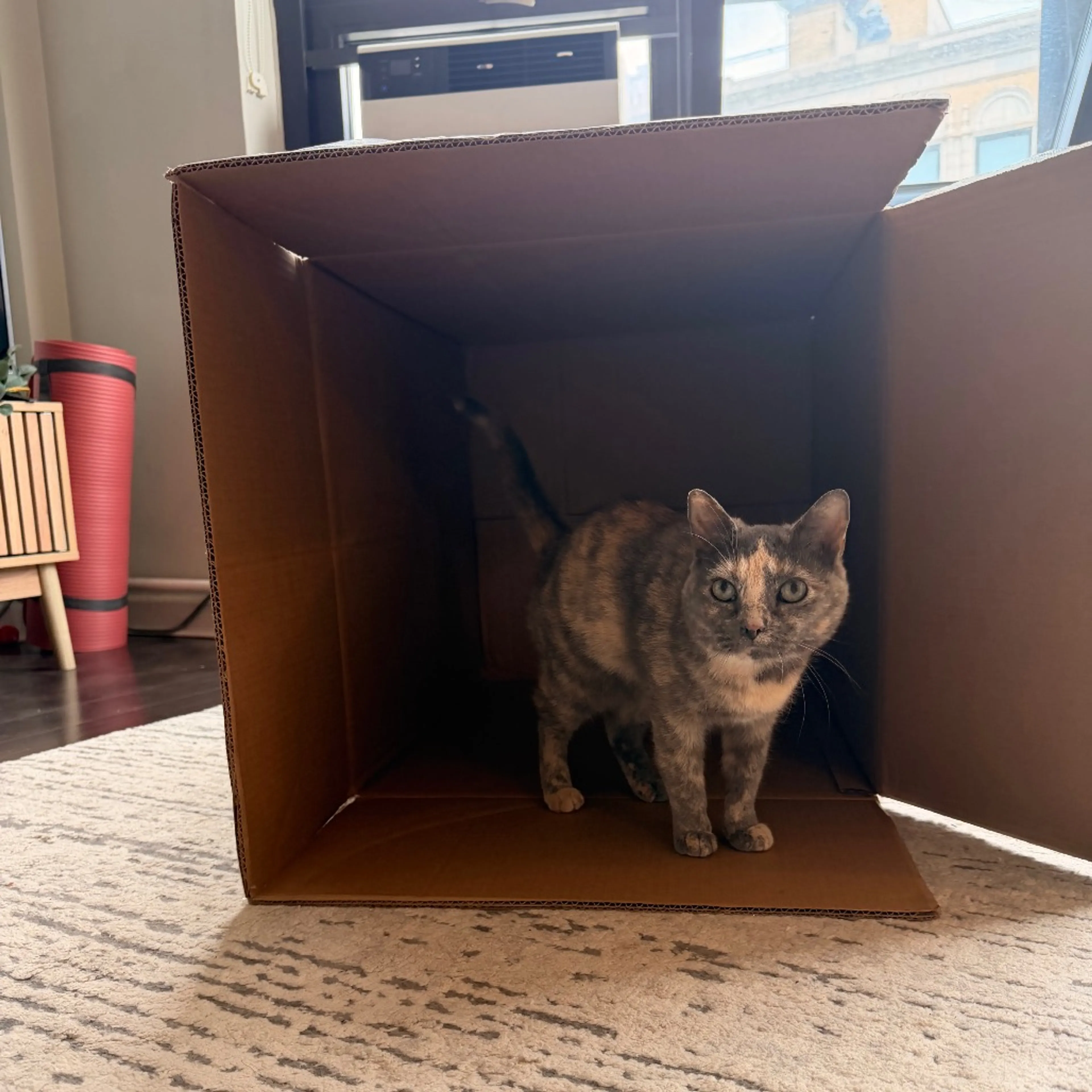 Found pet-12
