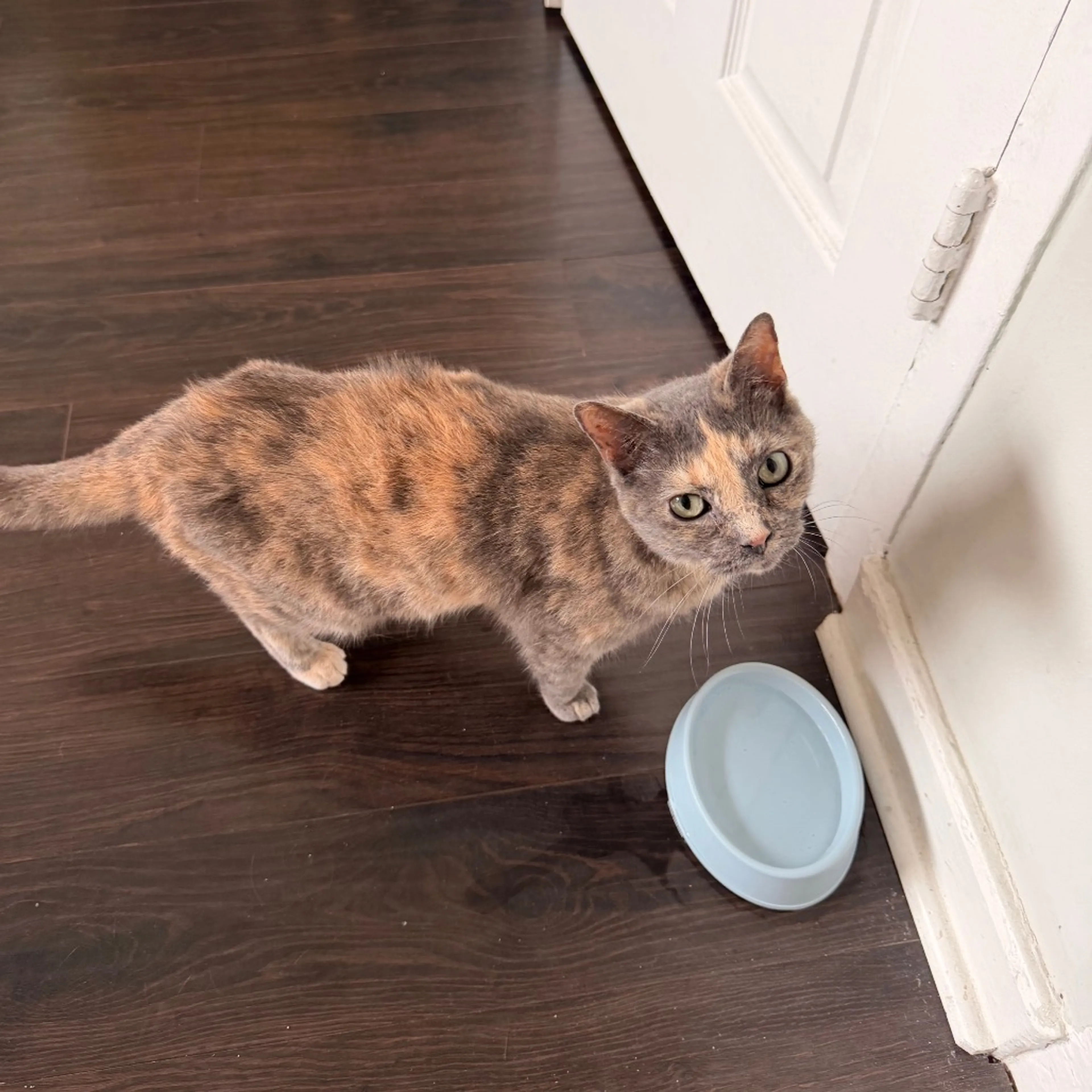 Found pet-7