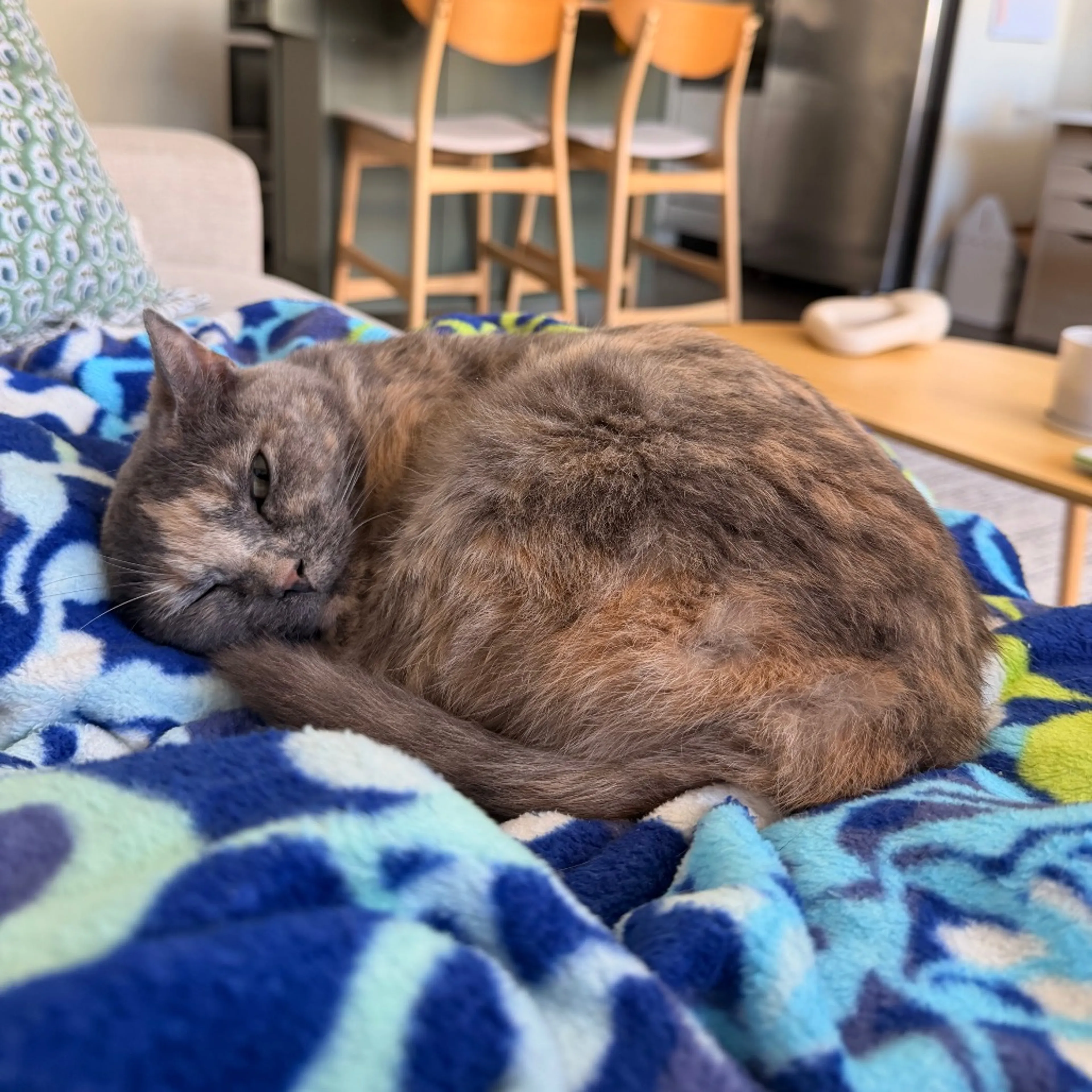 Found pet-8