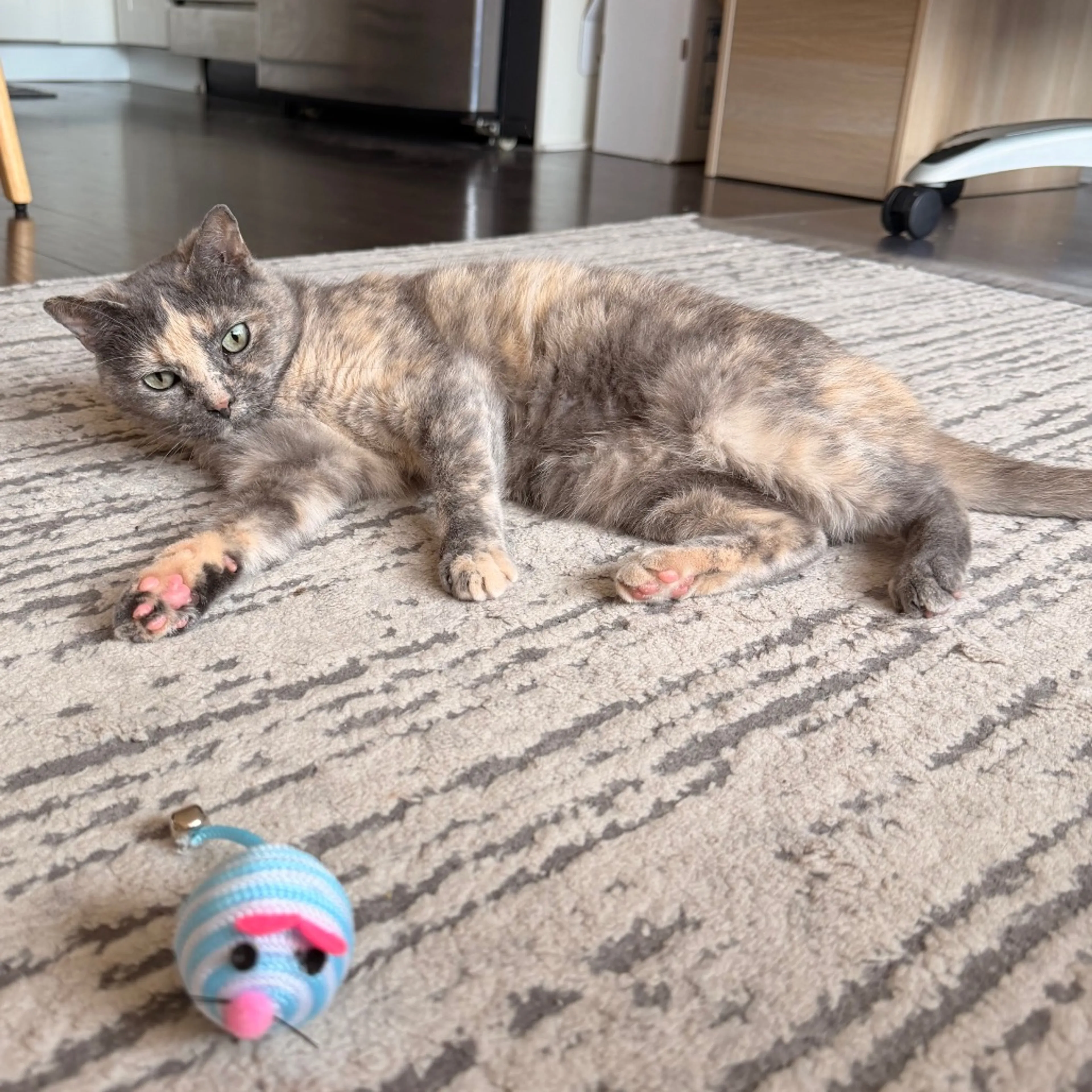 Found pet-14