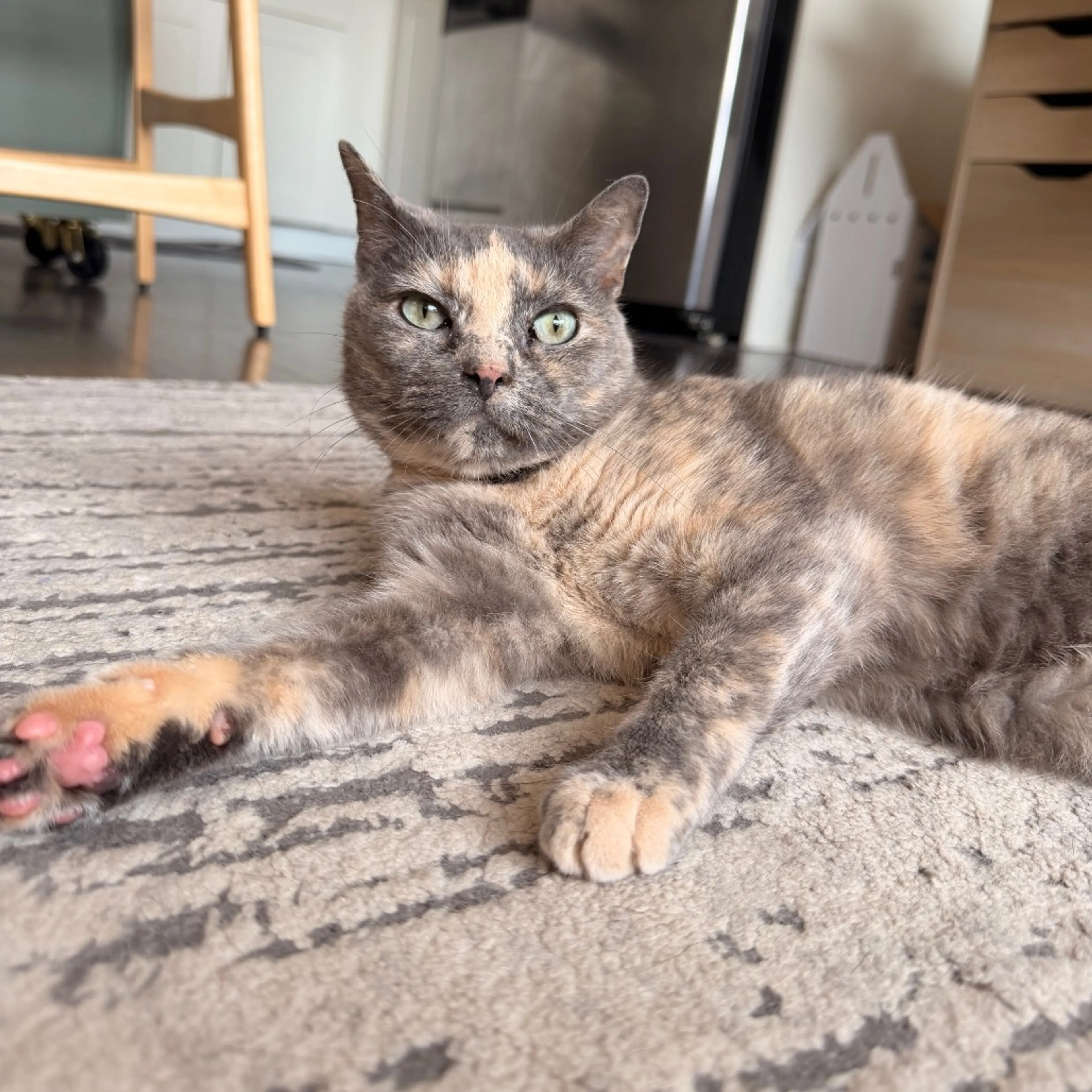 Found pet-13