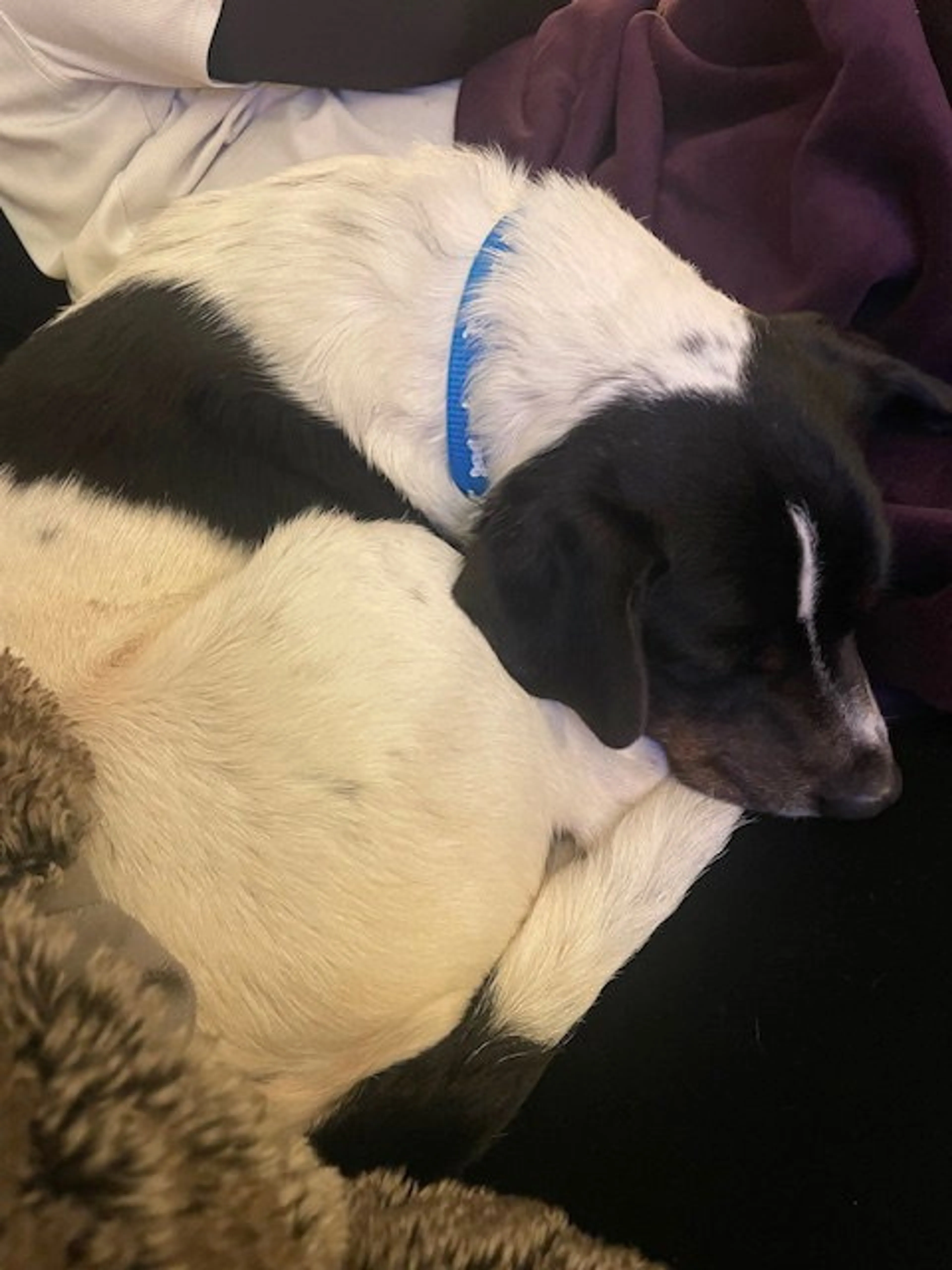 Found pet-7
