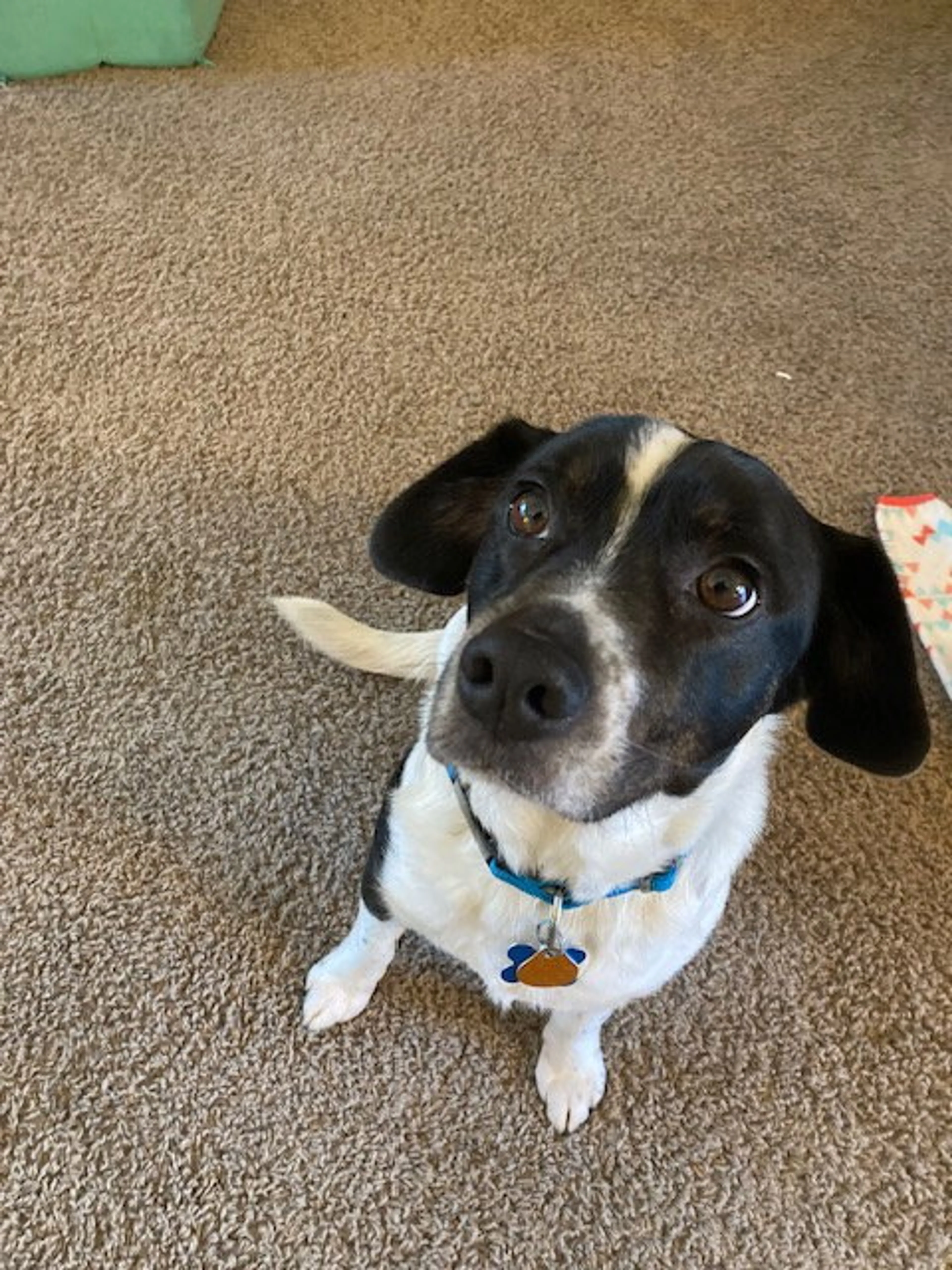 Found pet-2