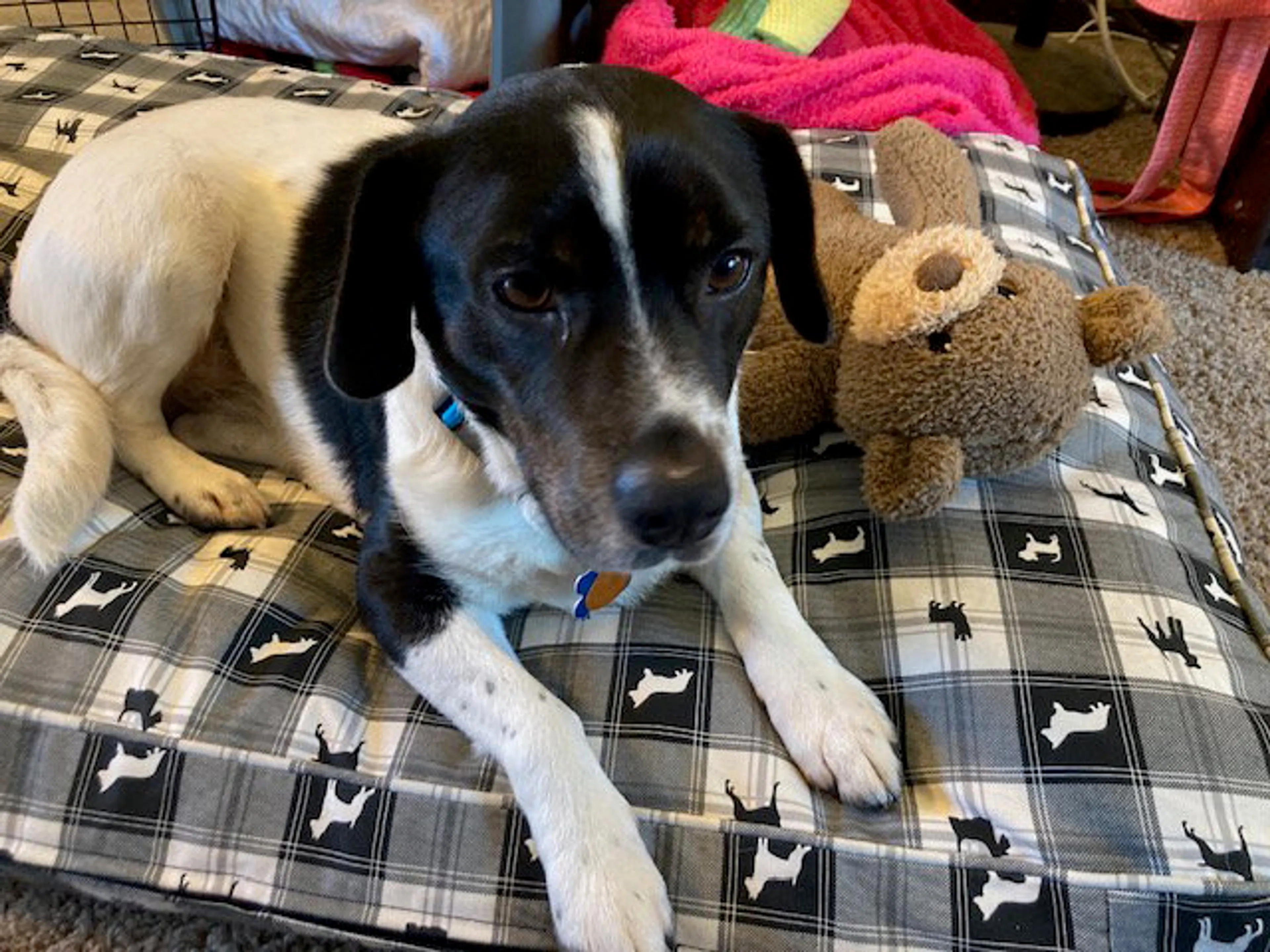 Found pet-1