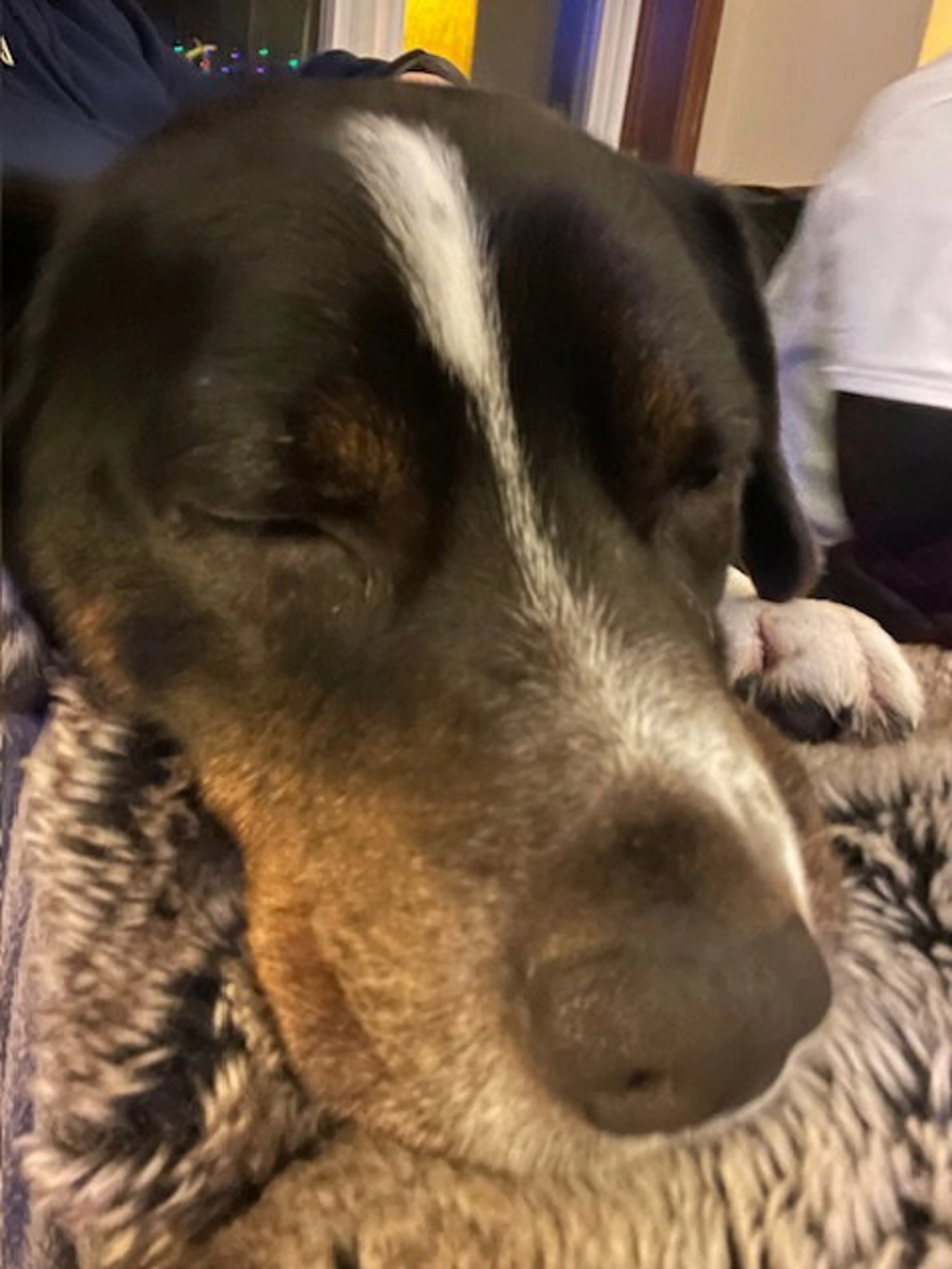 Found pet-6