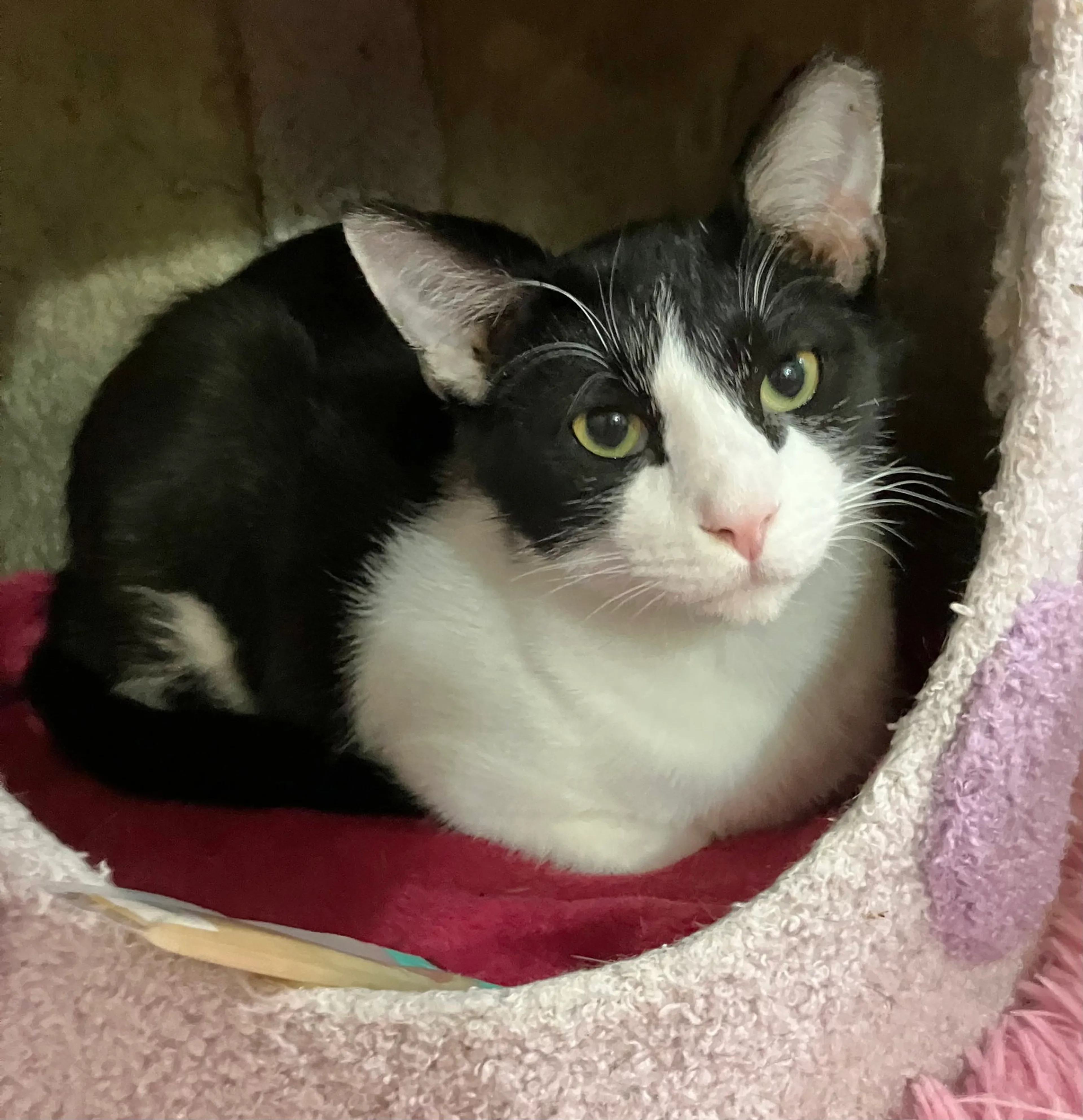 Found pet-3