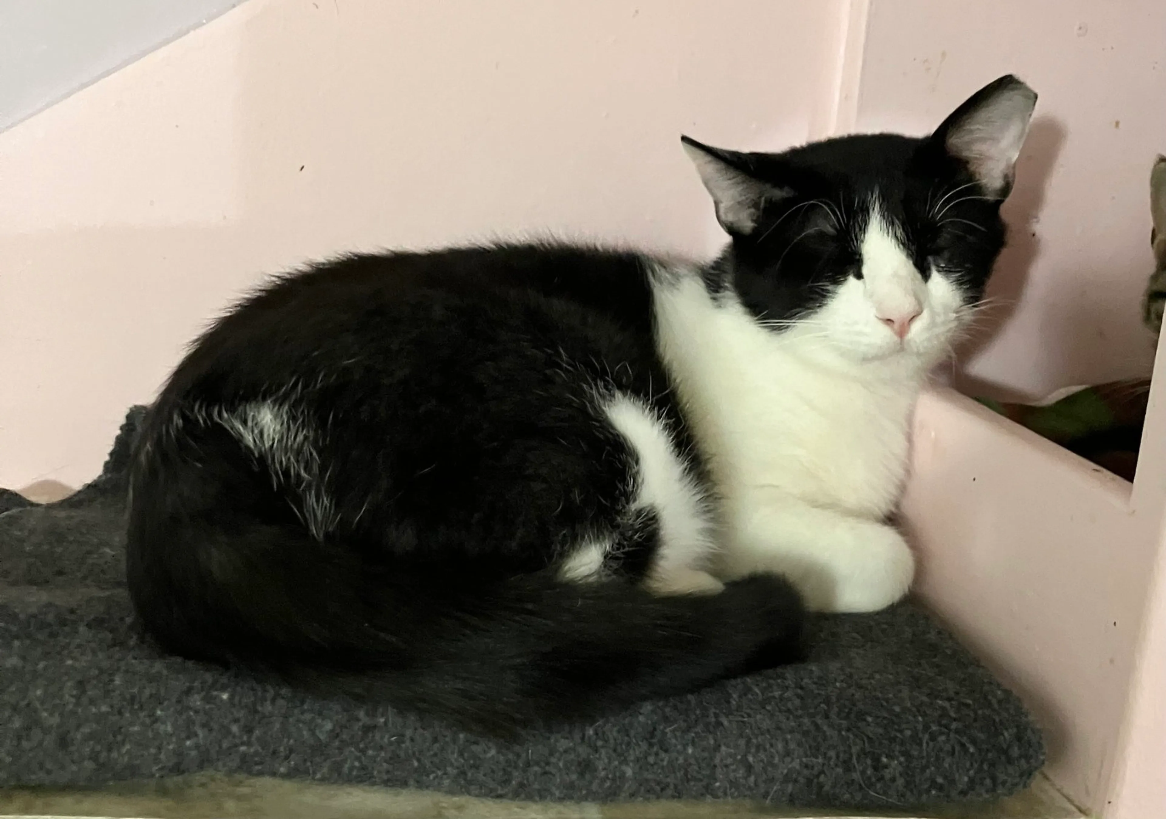 Found pet-4