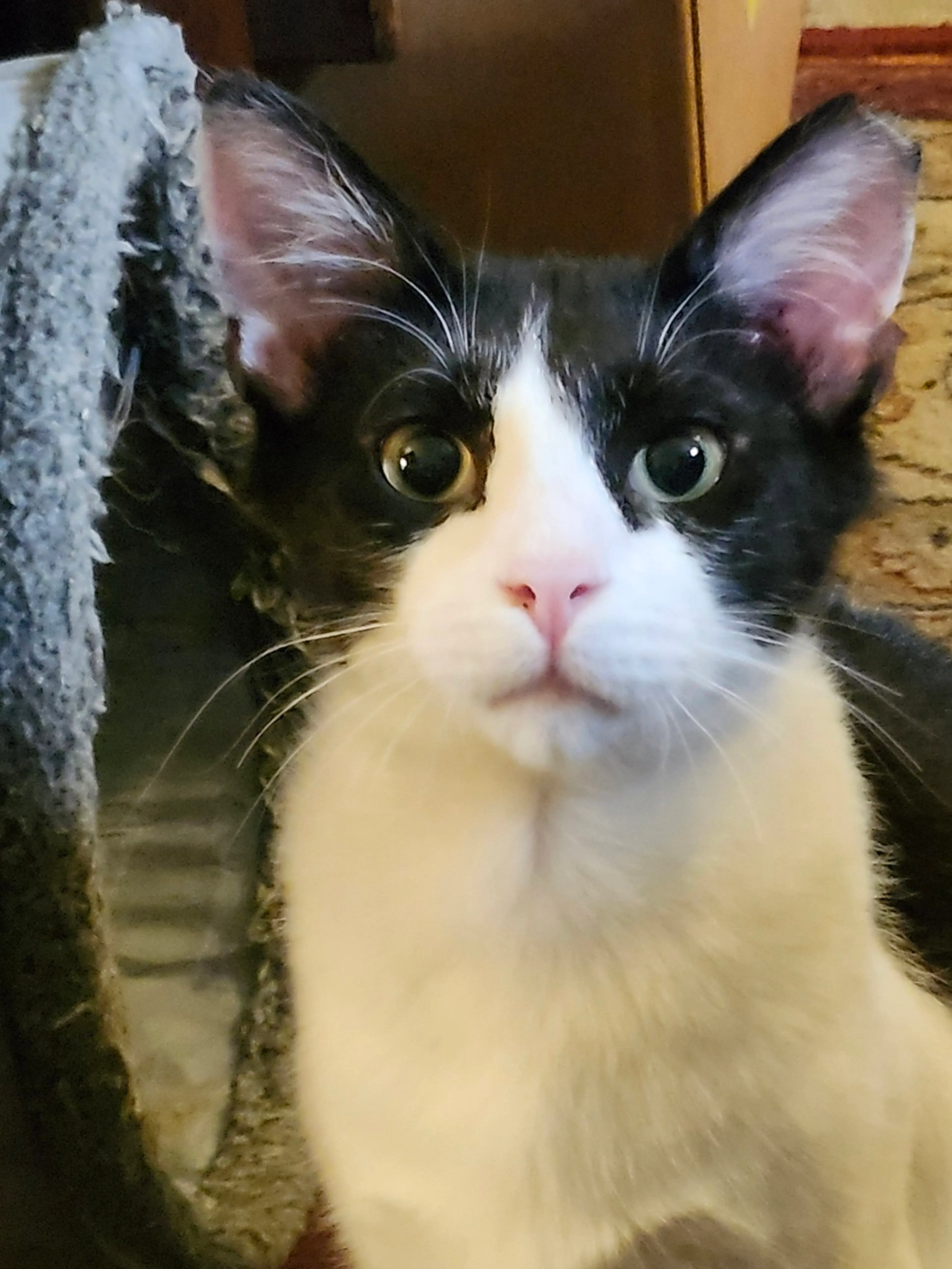 Found pet-2