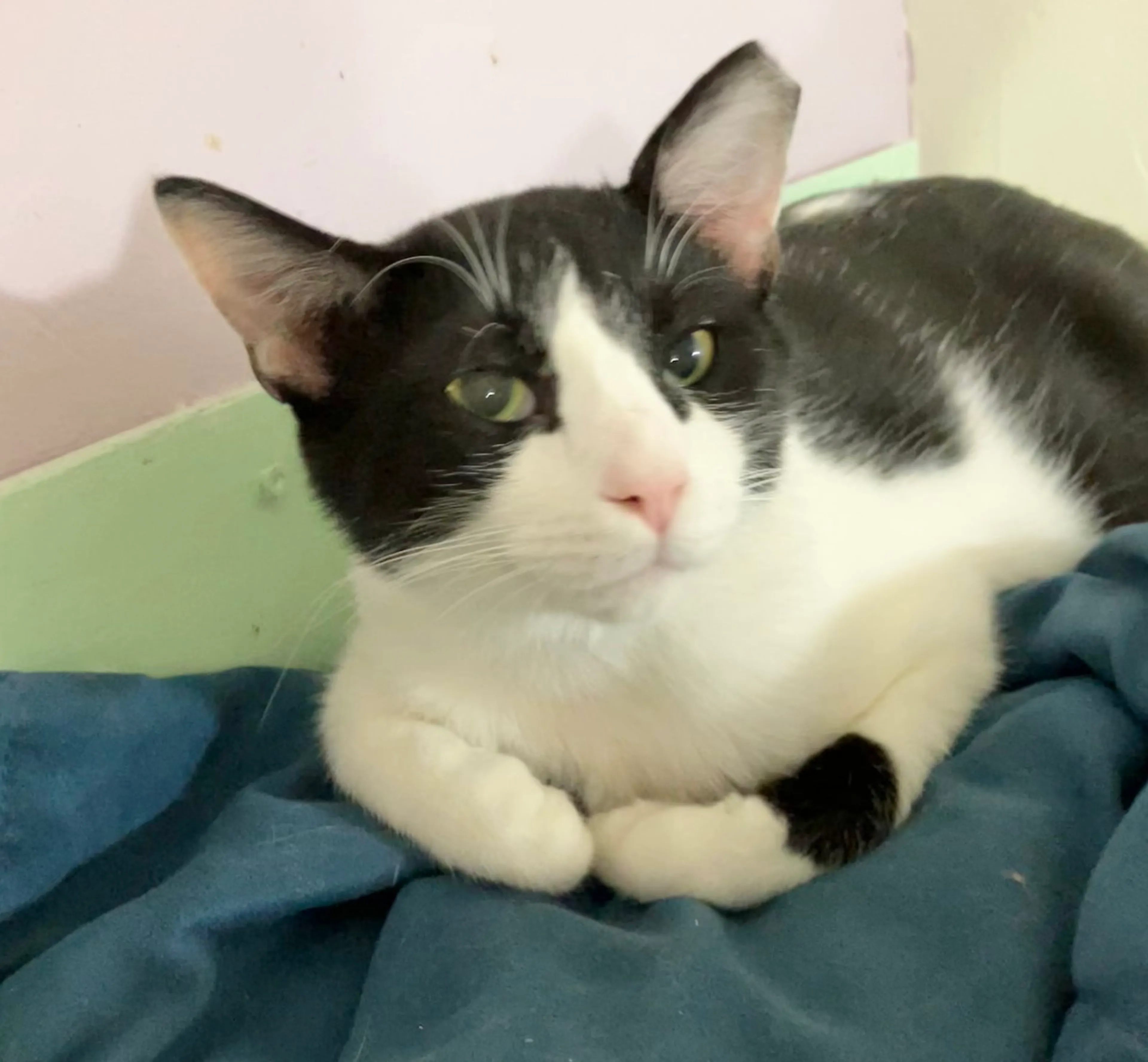 Found pet-1