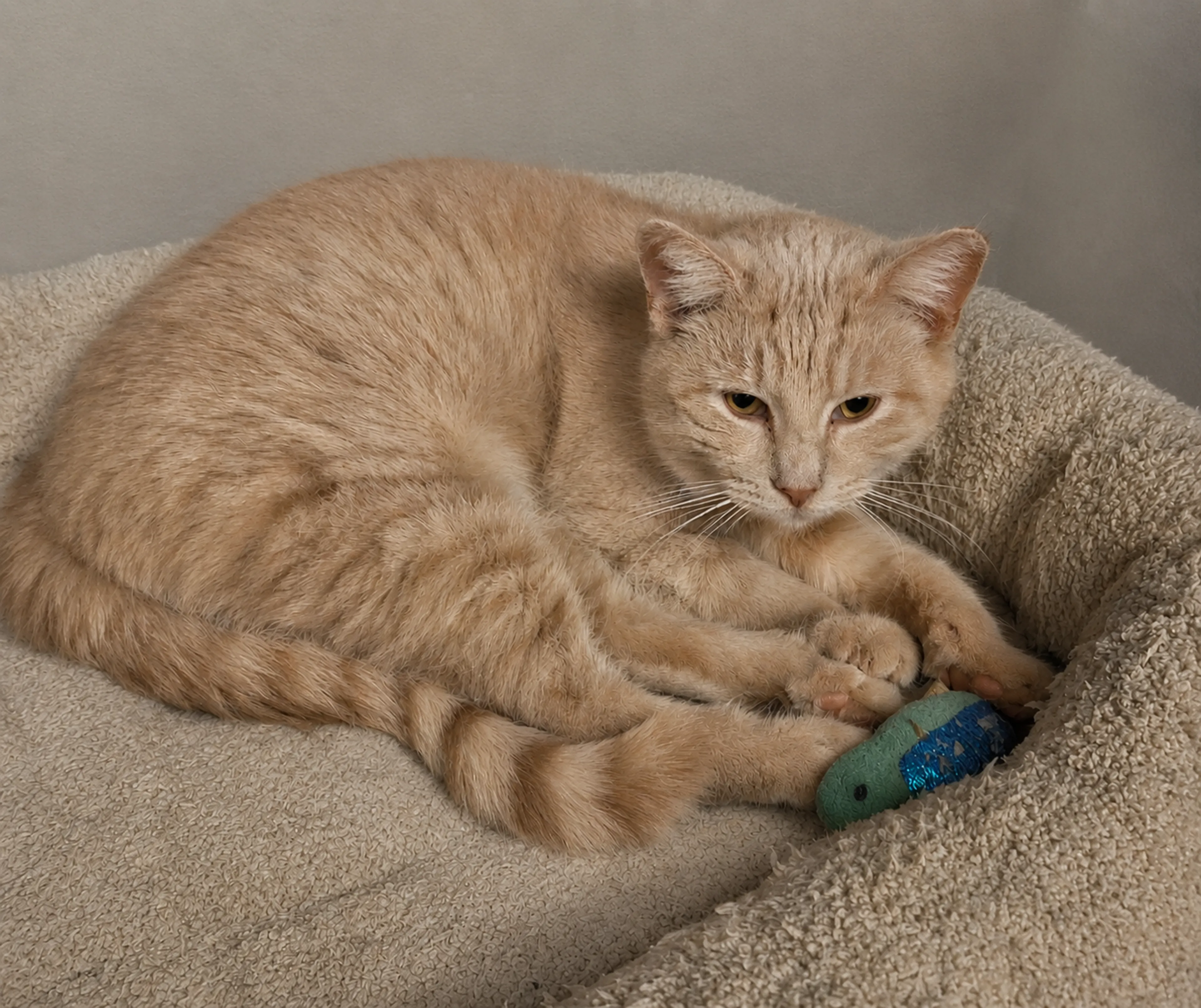 Found pet