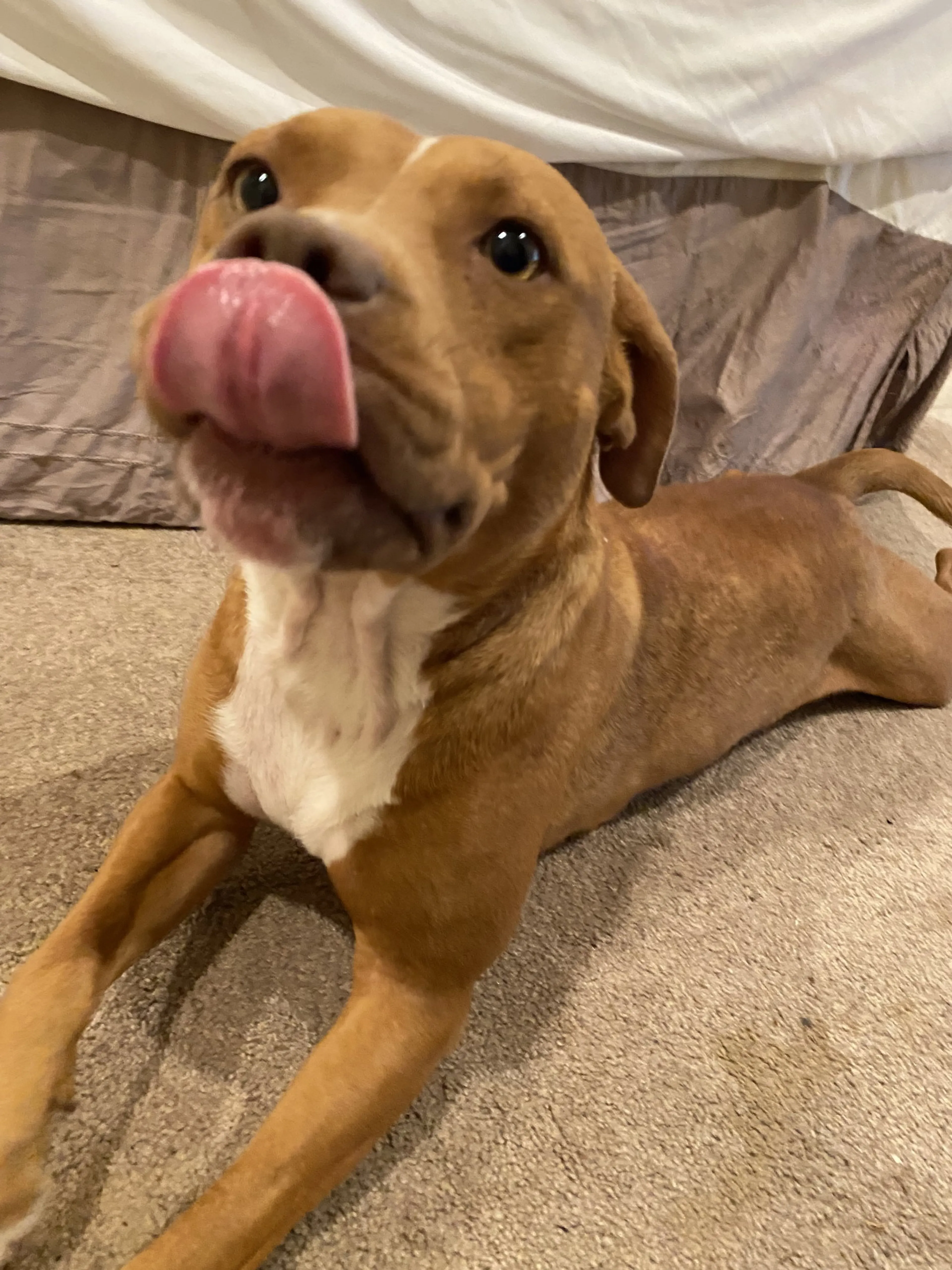 Found pet-2