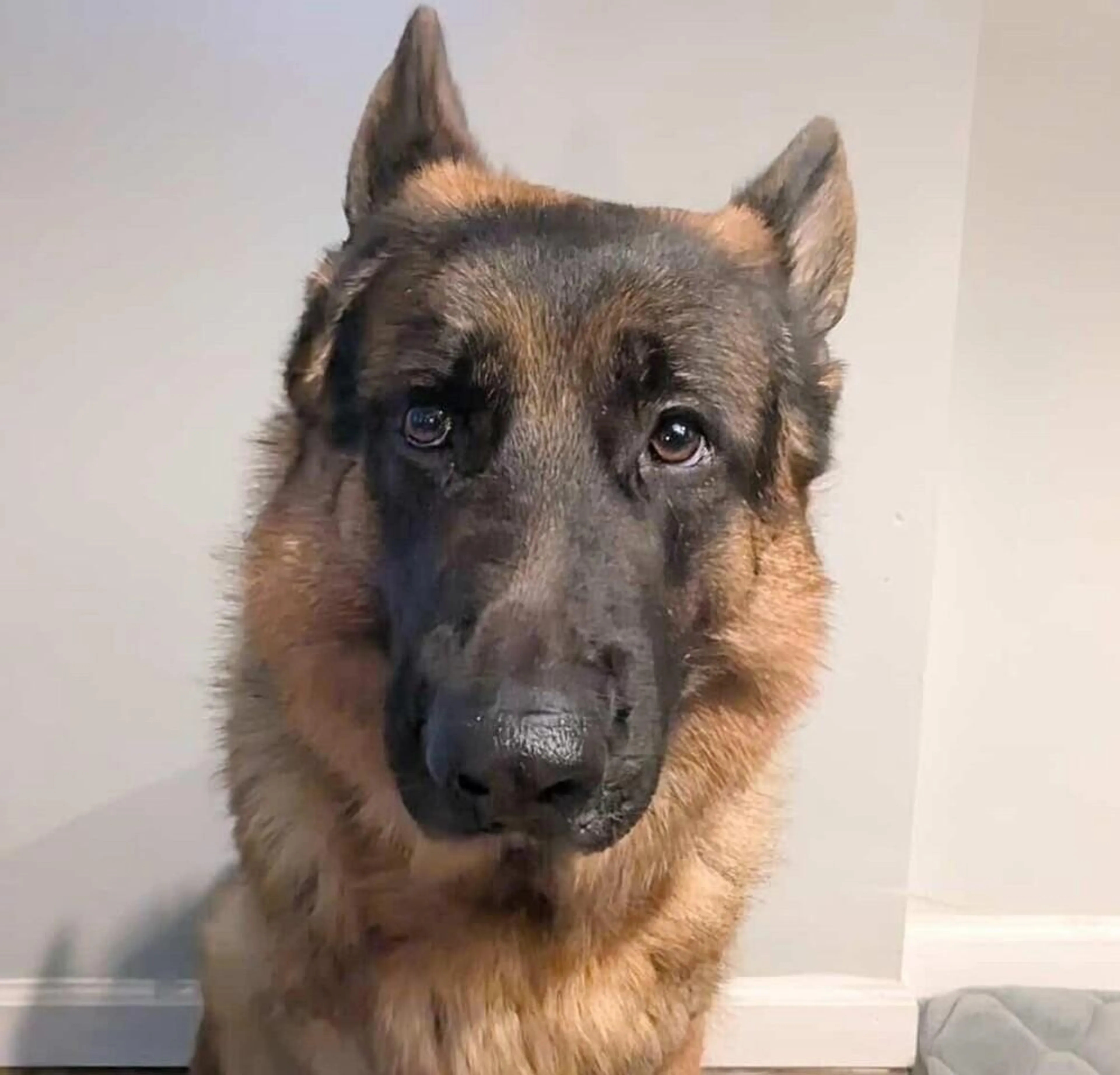 Found pet-1