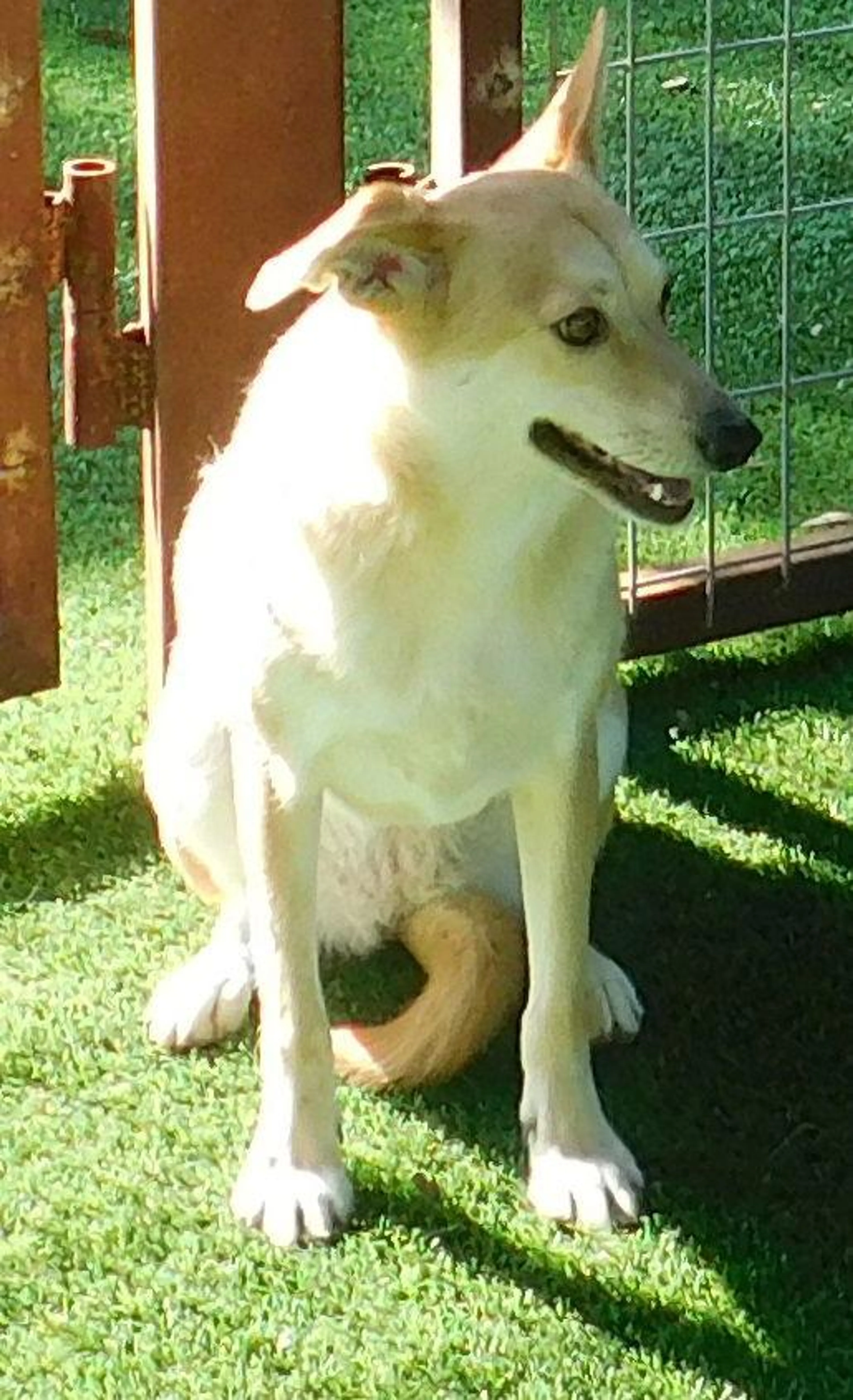 Found pet-2