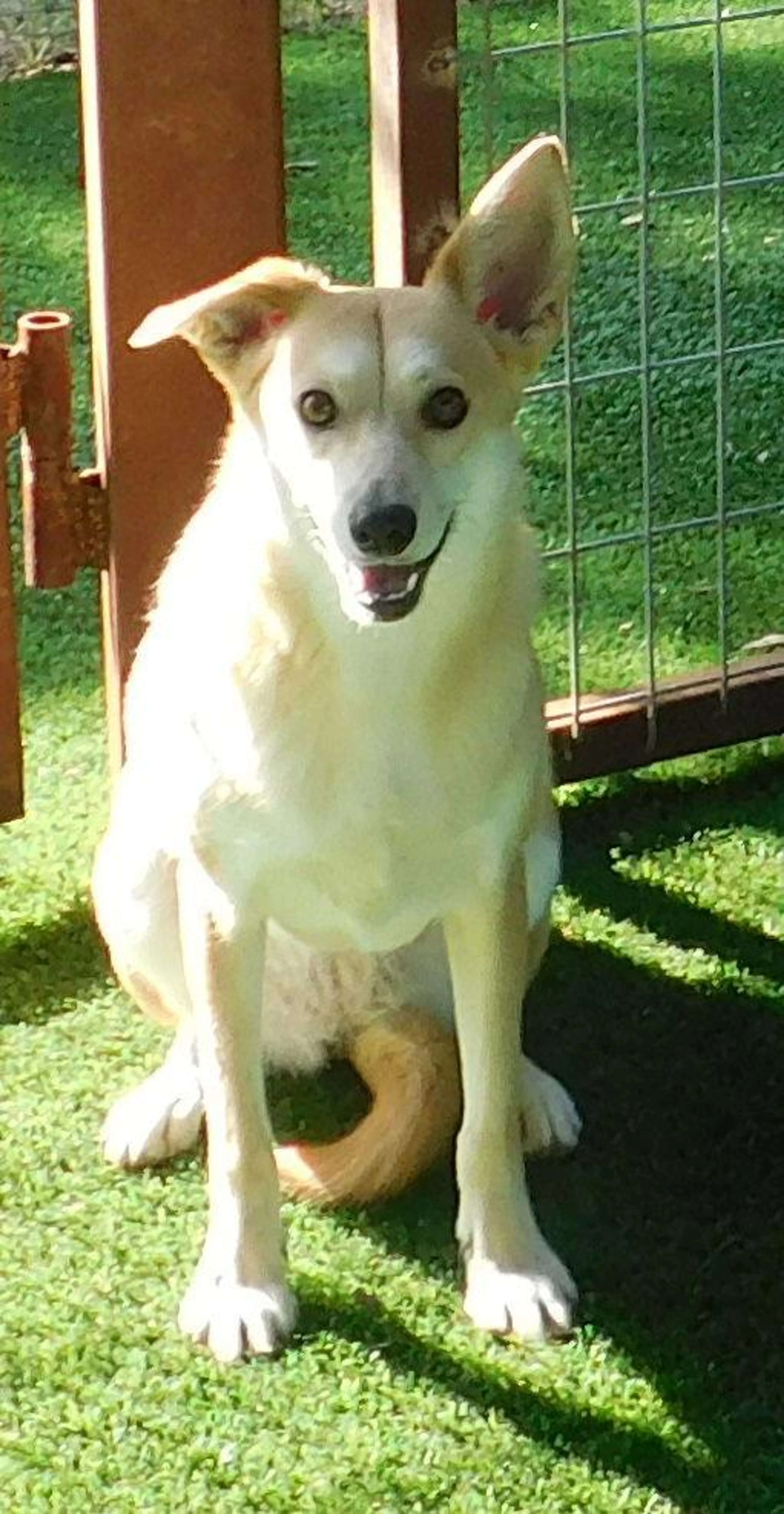 Found pet-1