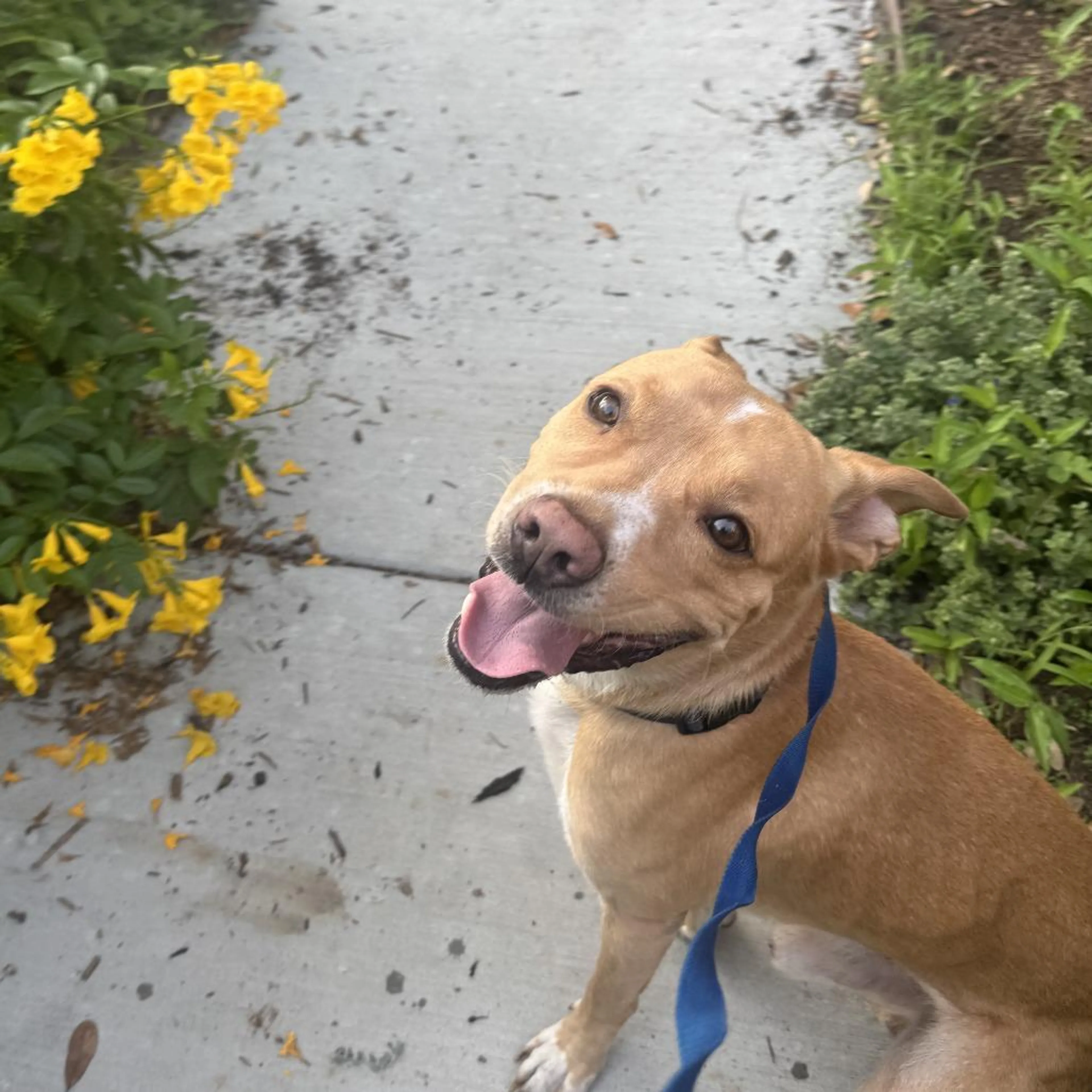 Found pet-4