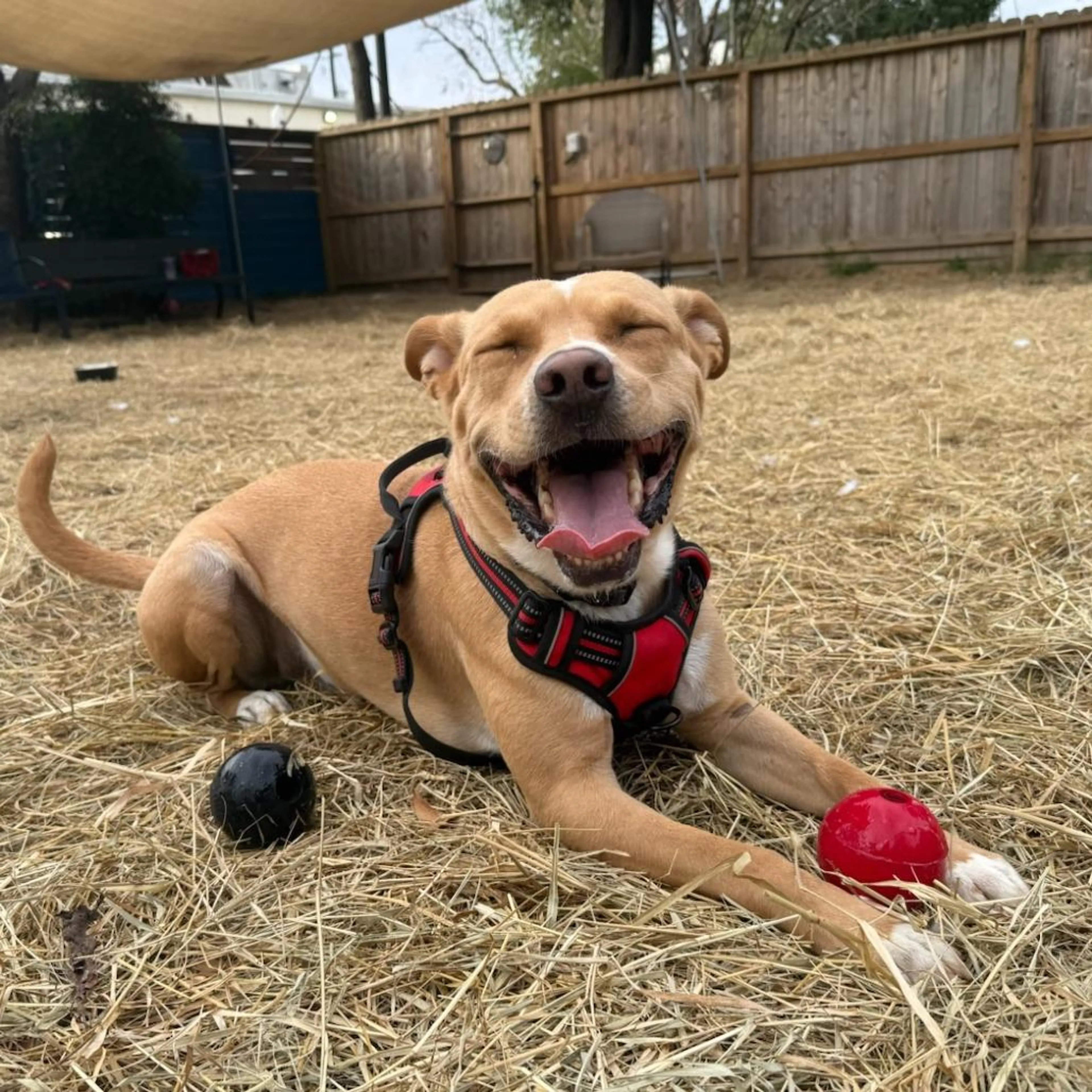 Found pet-1