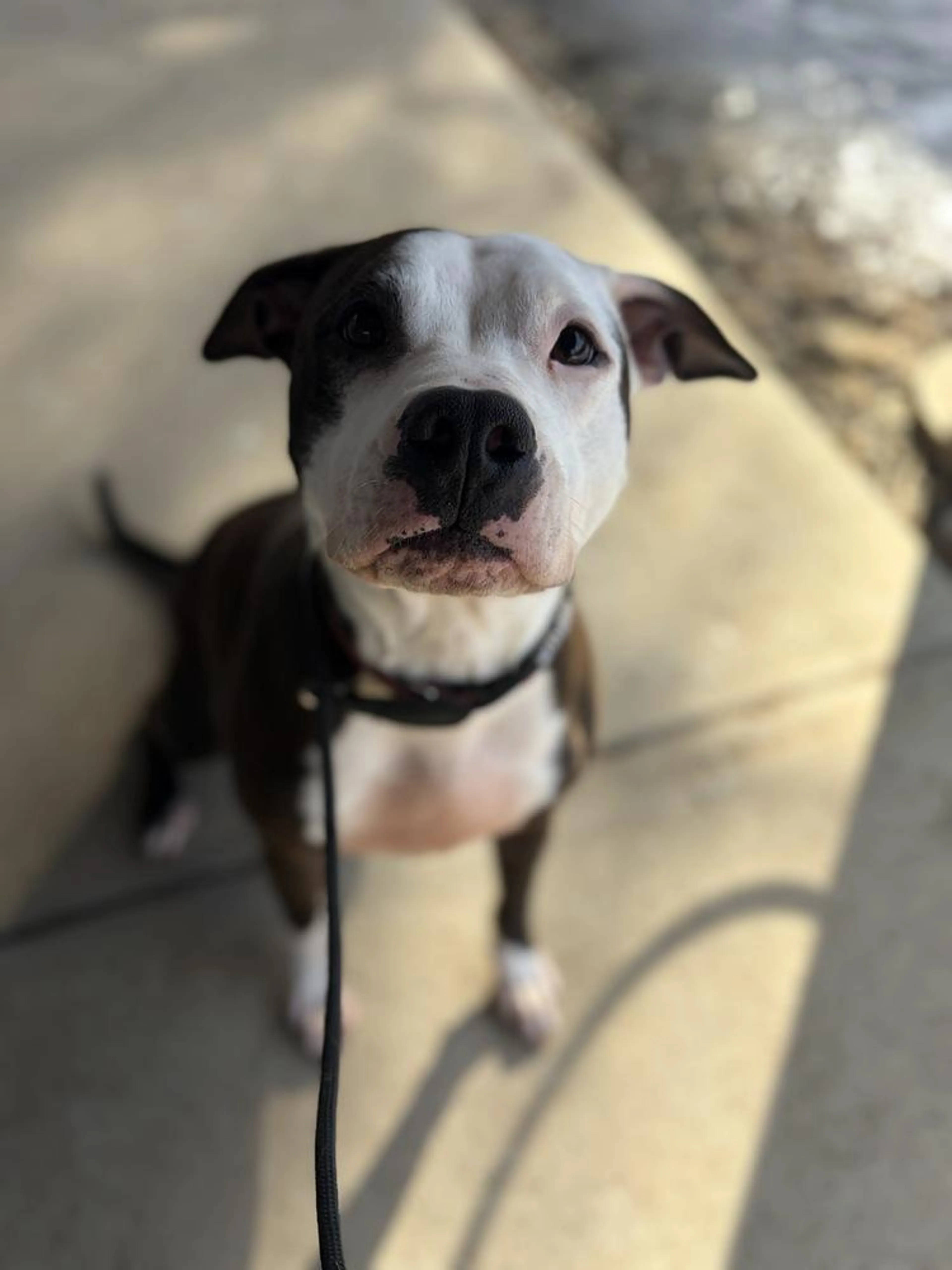 Found pet-1