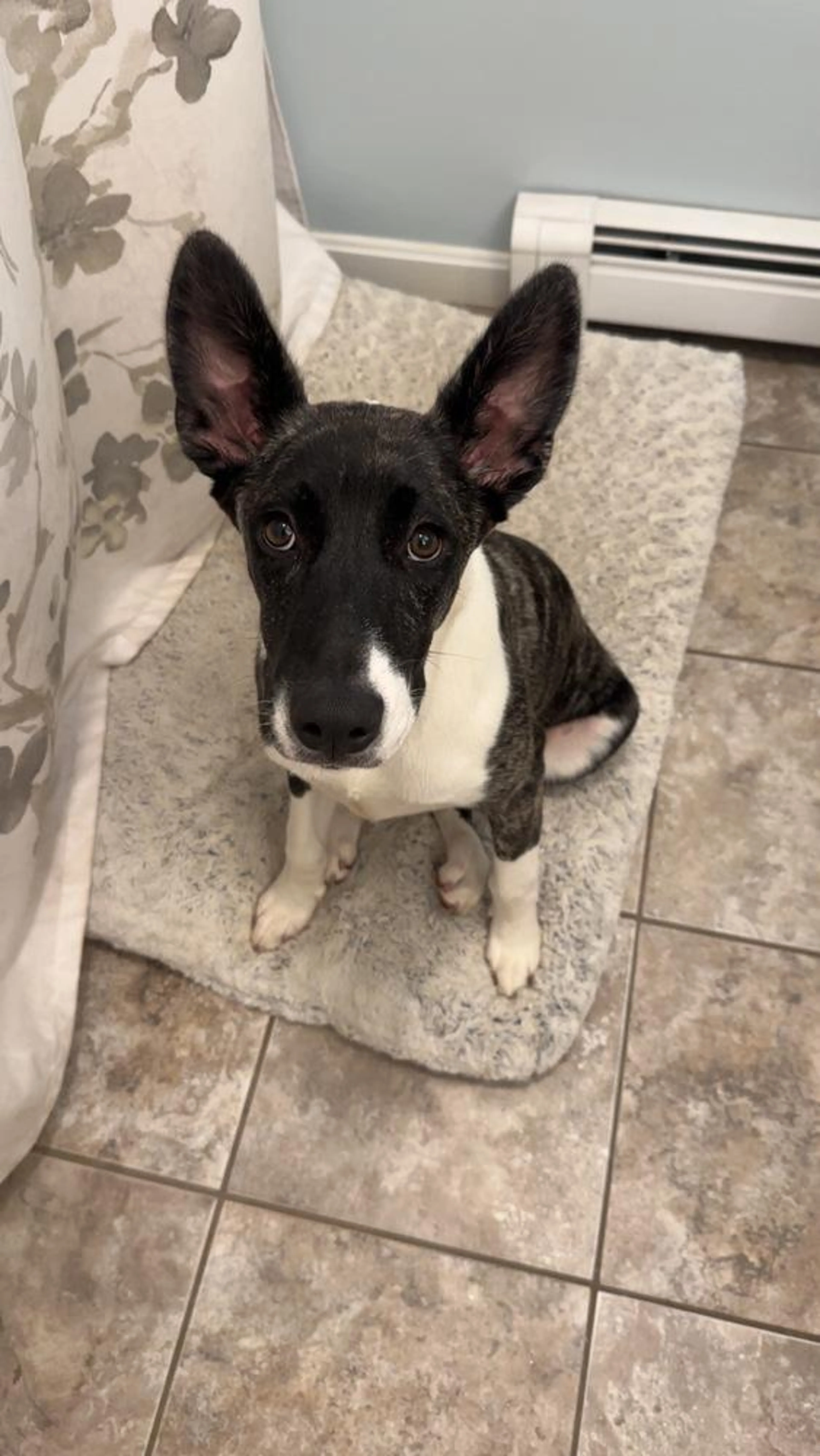 Found pet-1