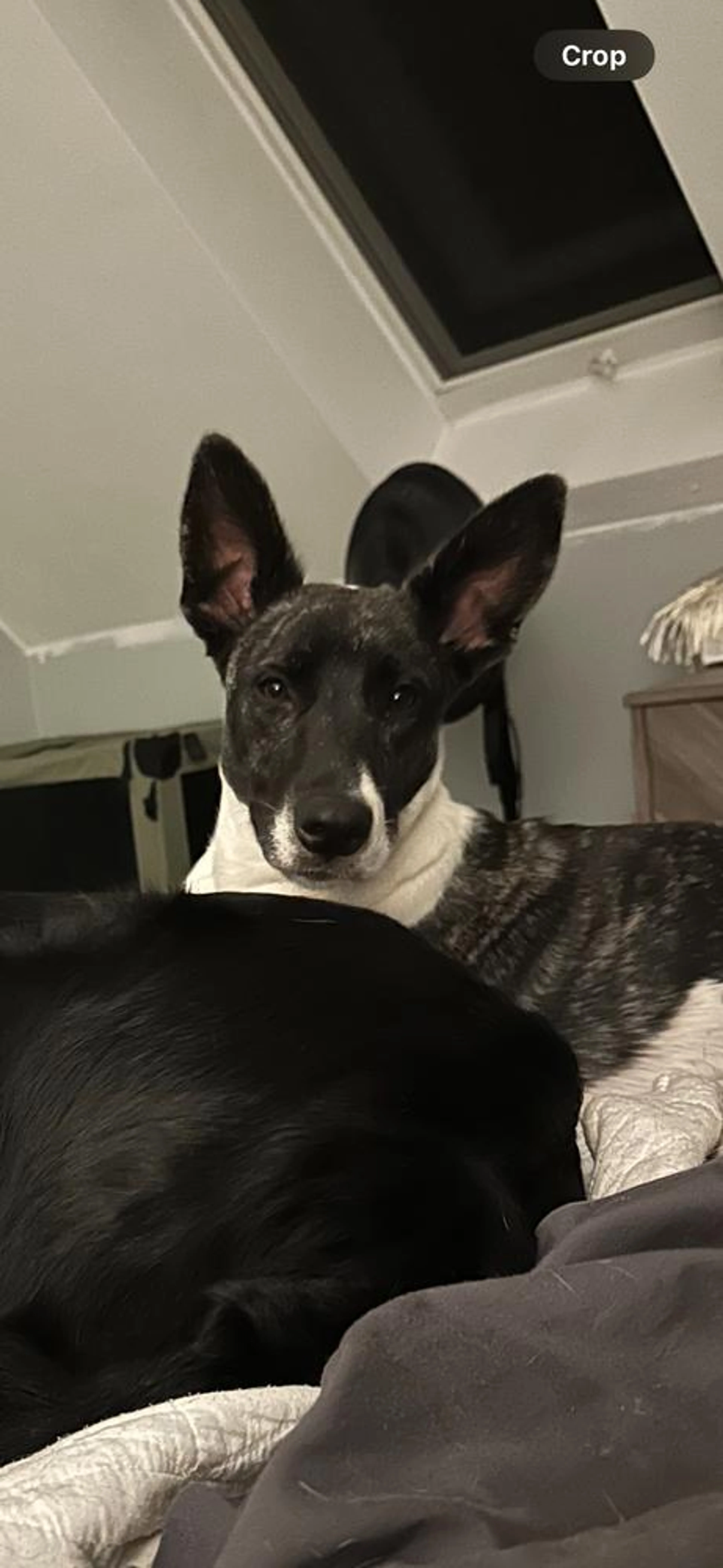 Found pet-3