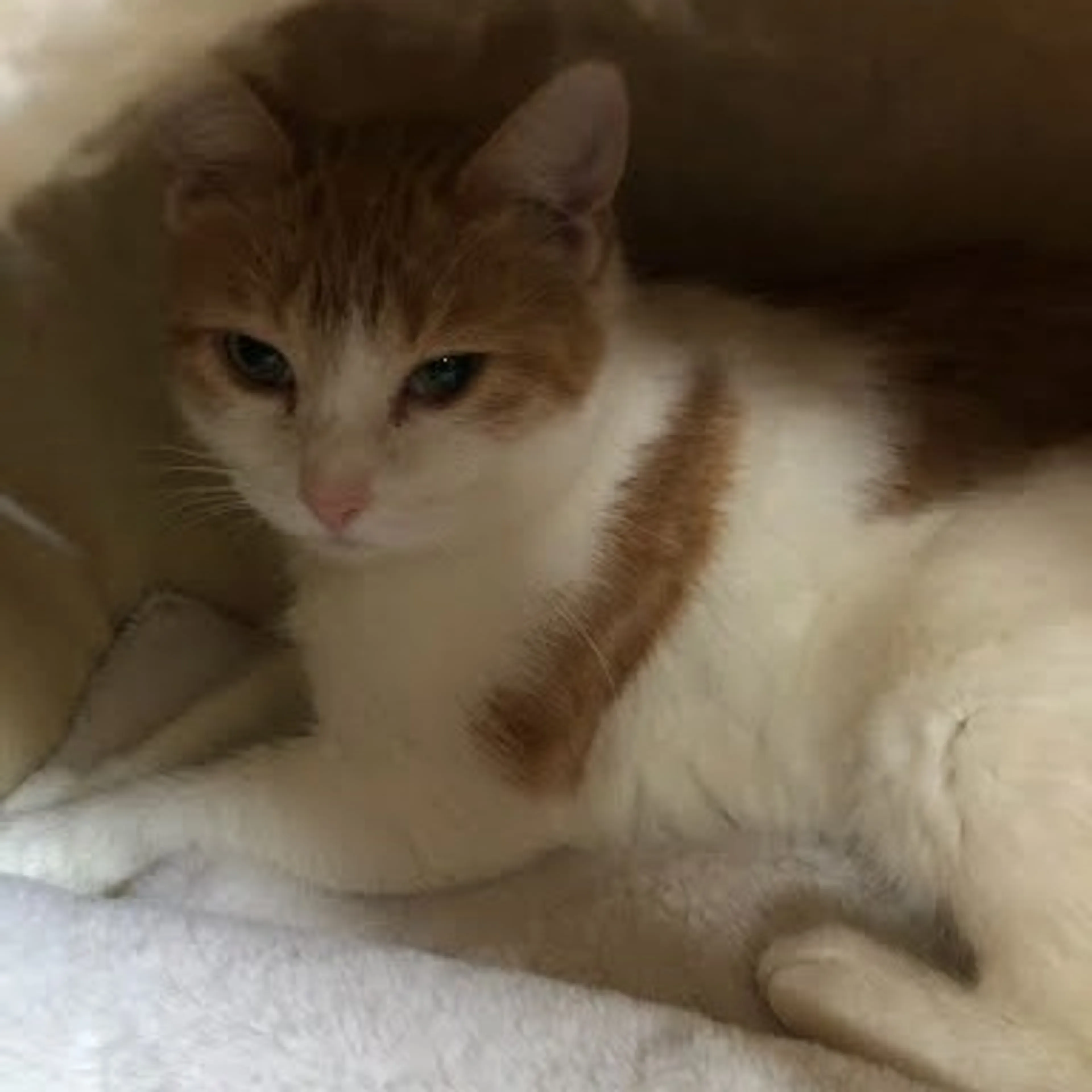 Found pet-5