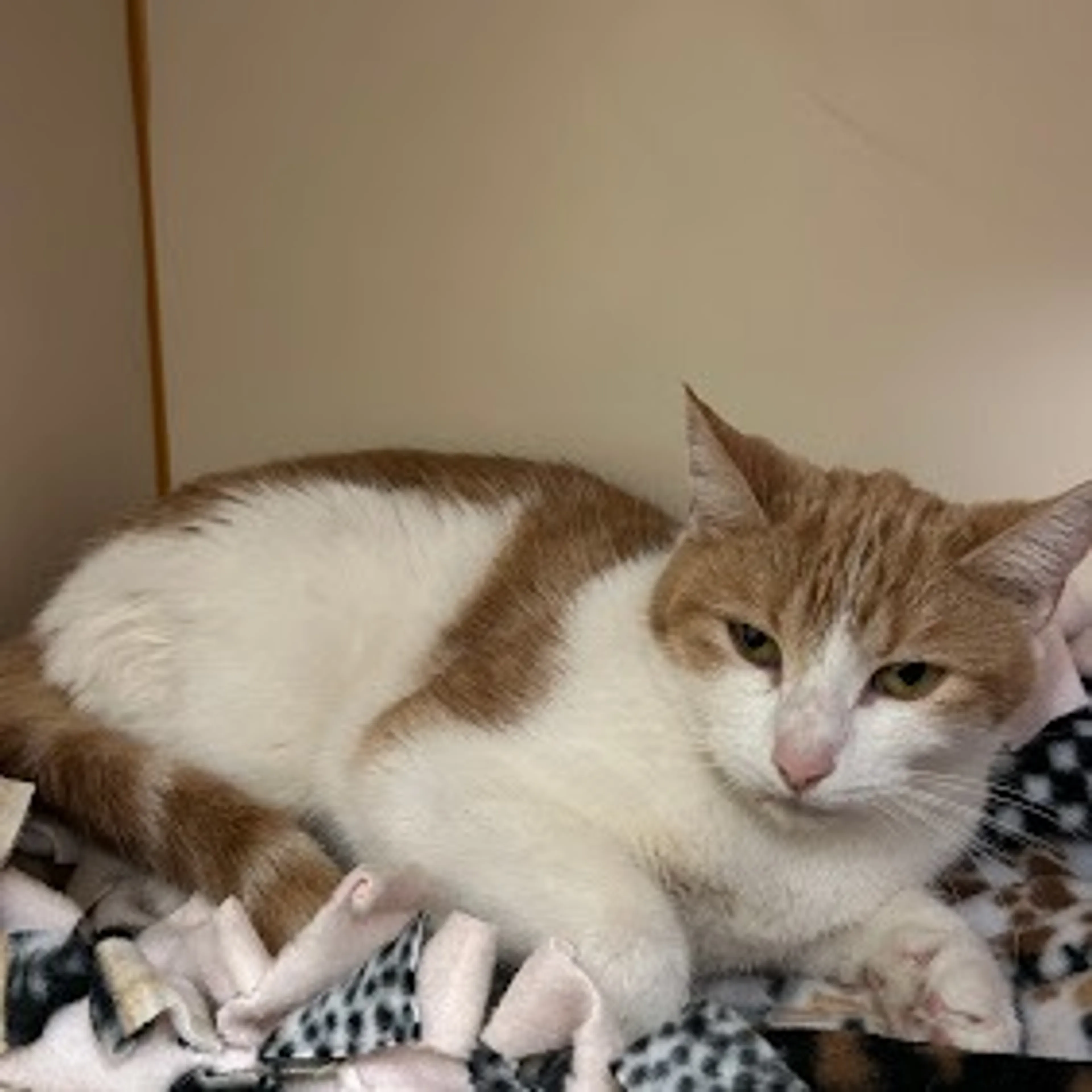 Found pet-4