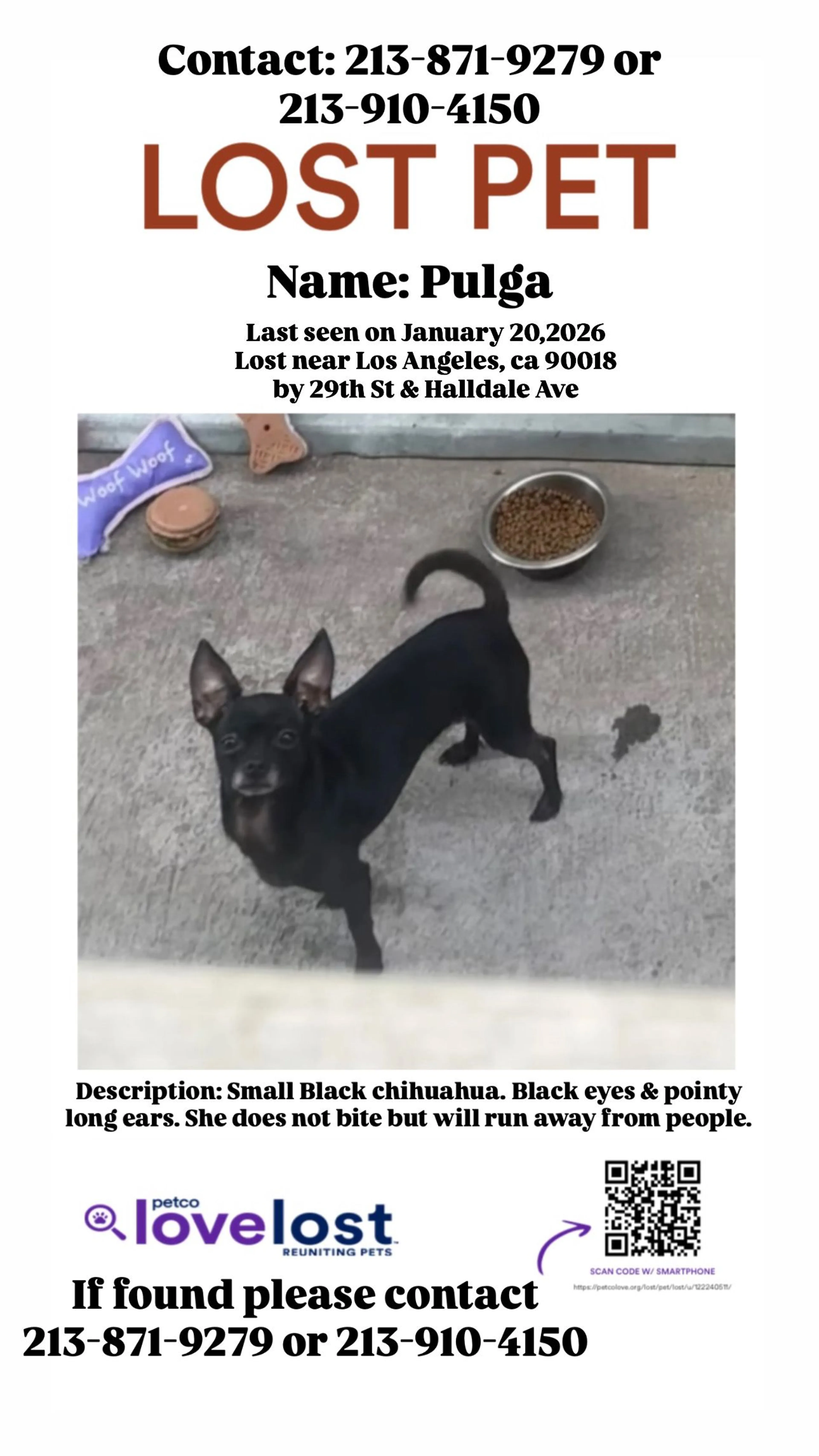 Lost pet