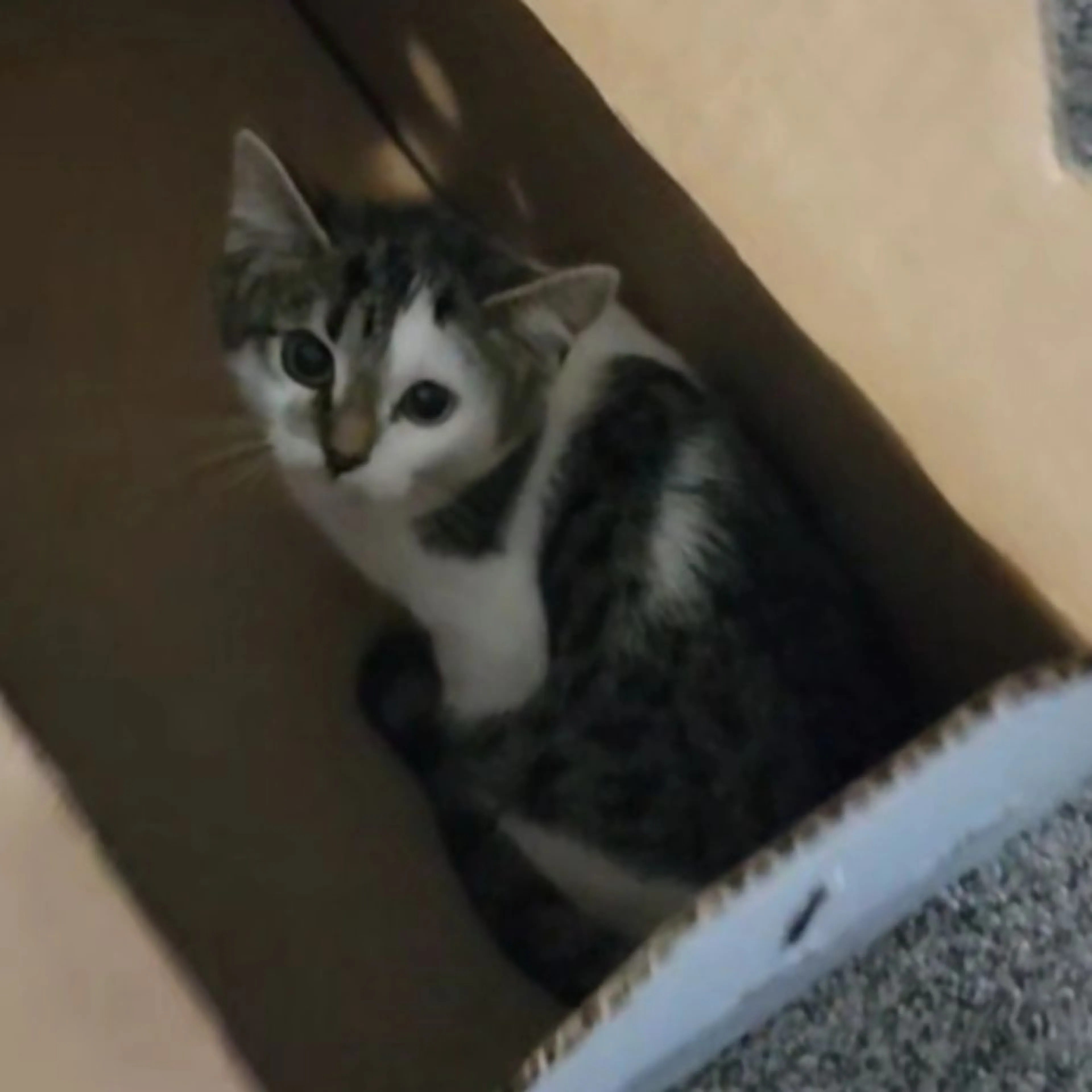 Lost pet