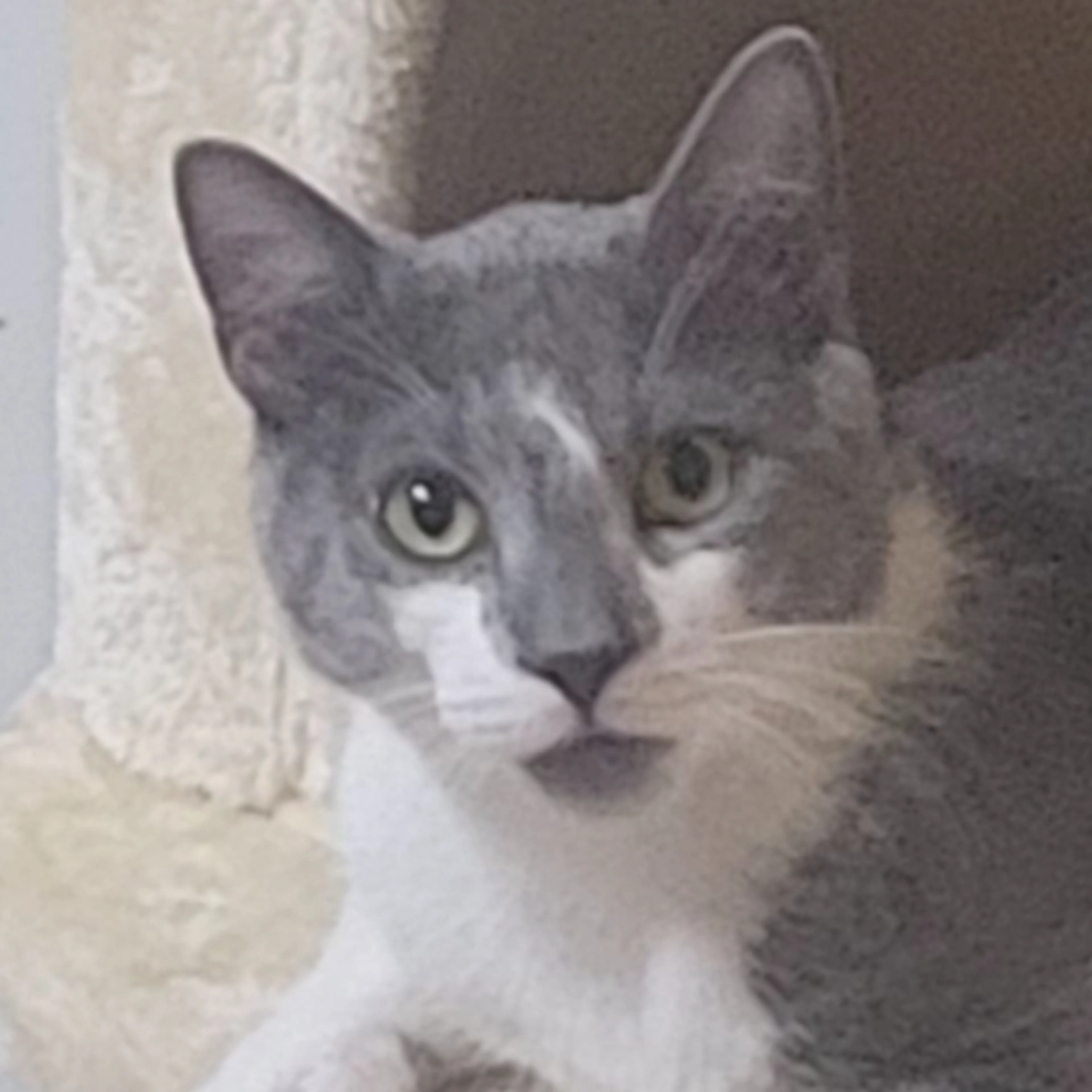 Lost pet-2