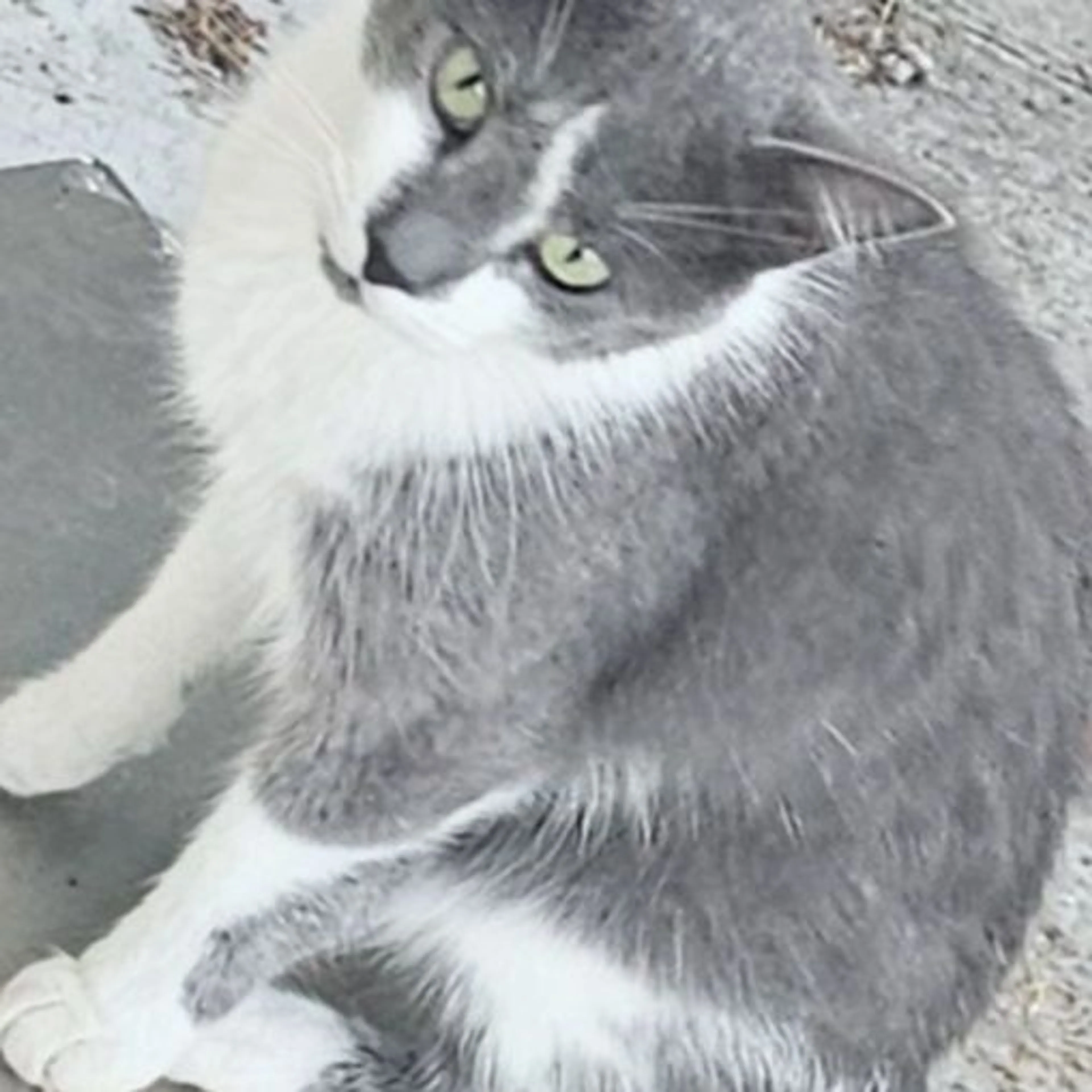 Lost pet-0