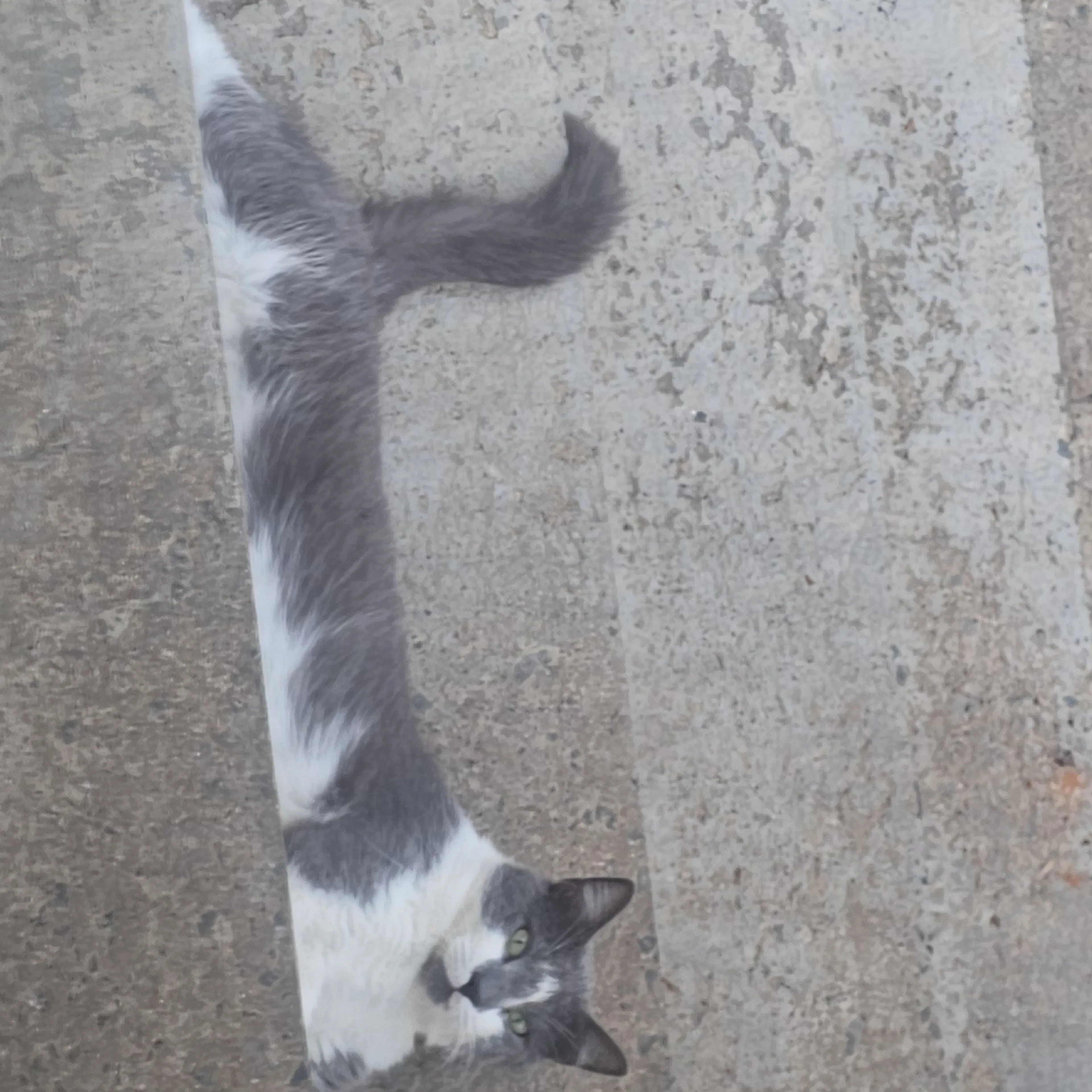 Lost pet-1