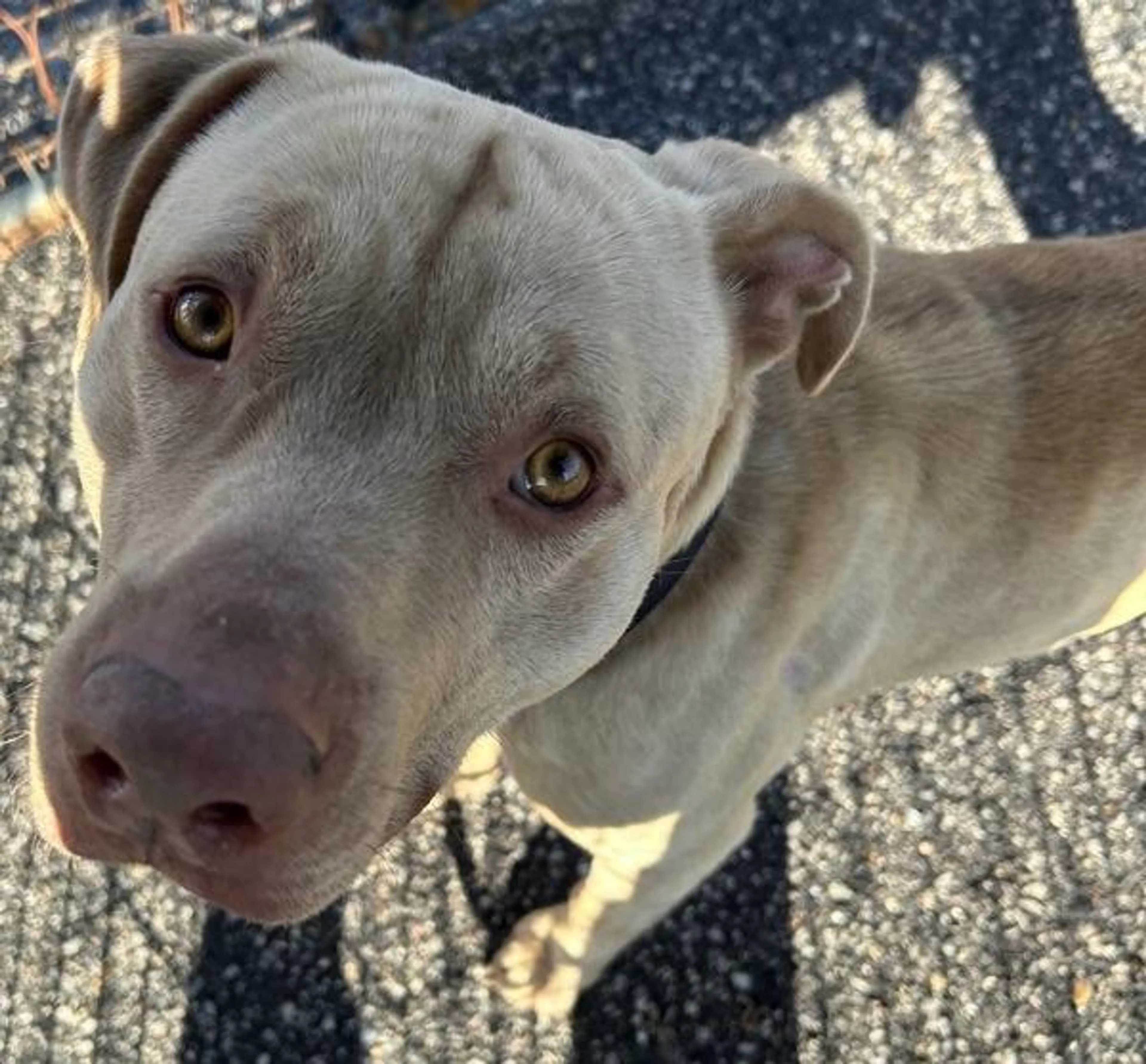Found pet