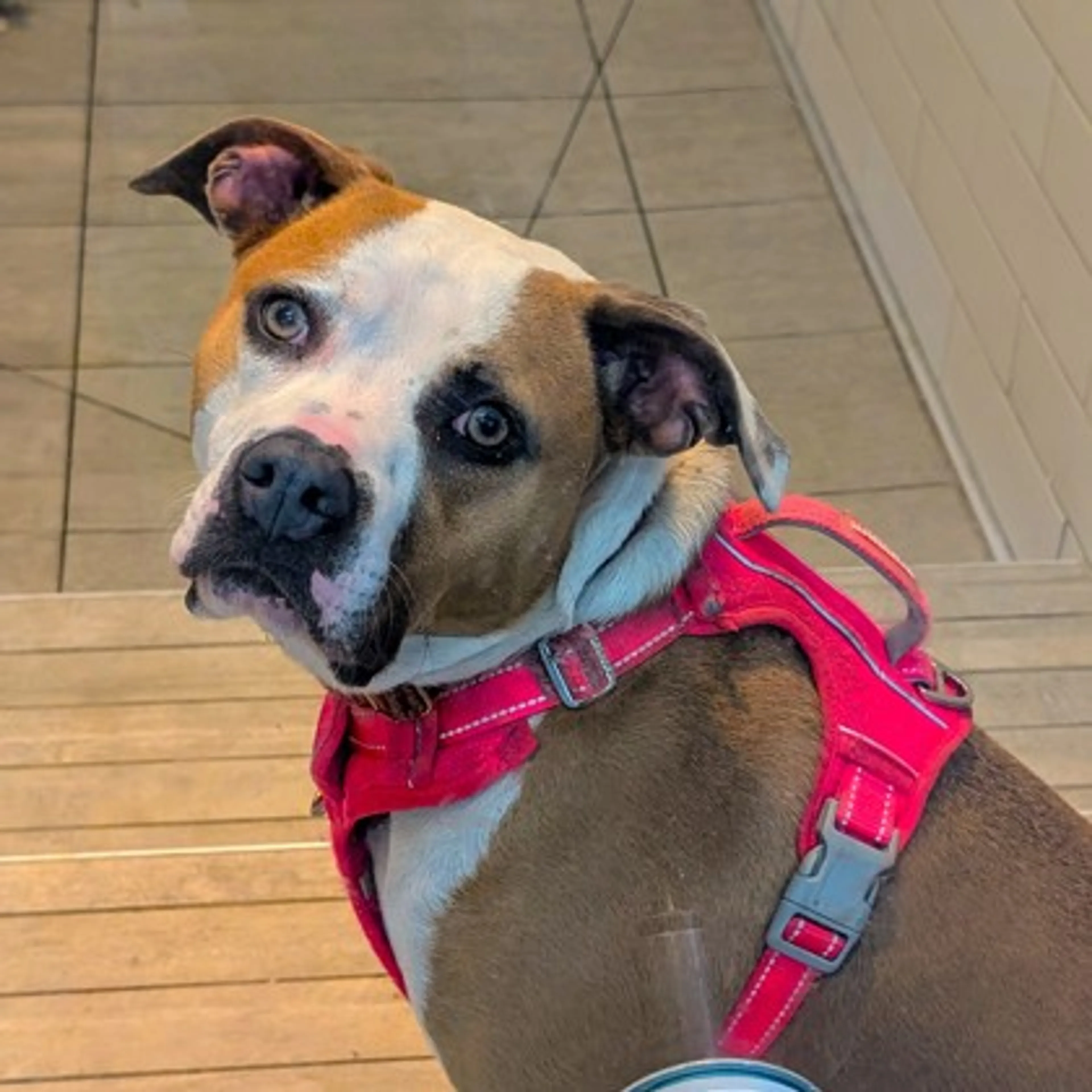 Found pet-1