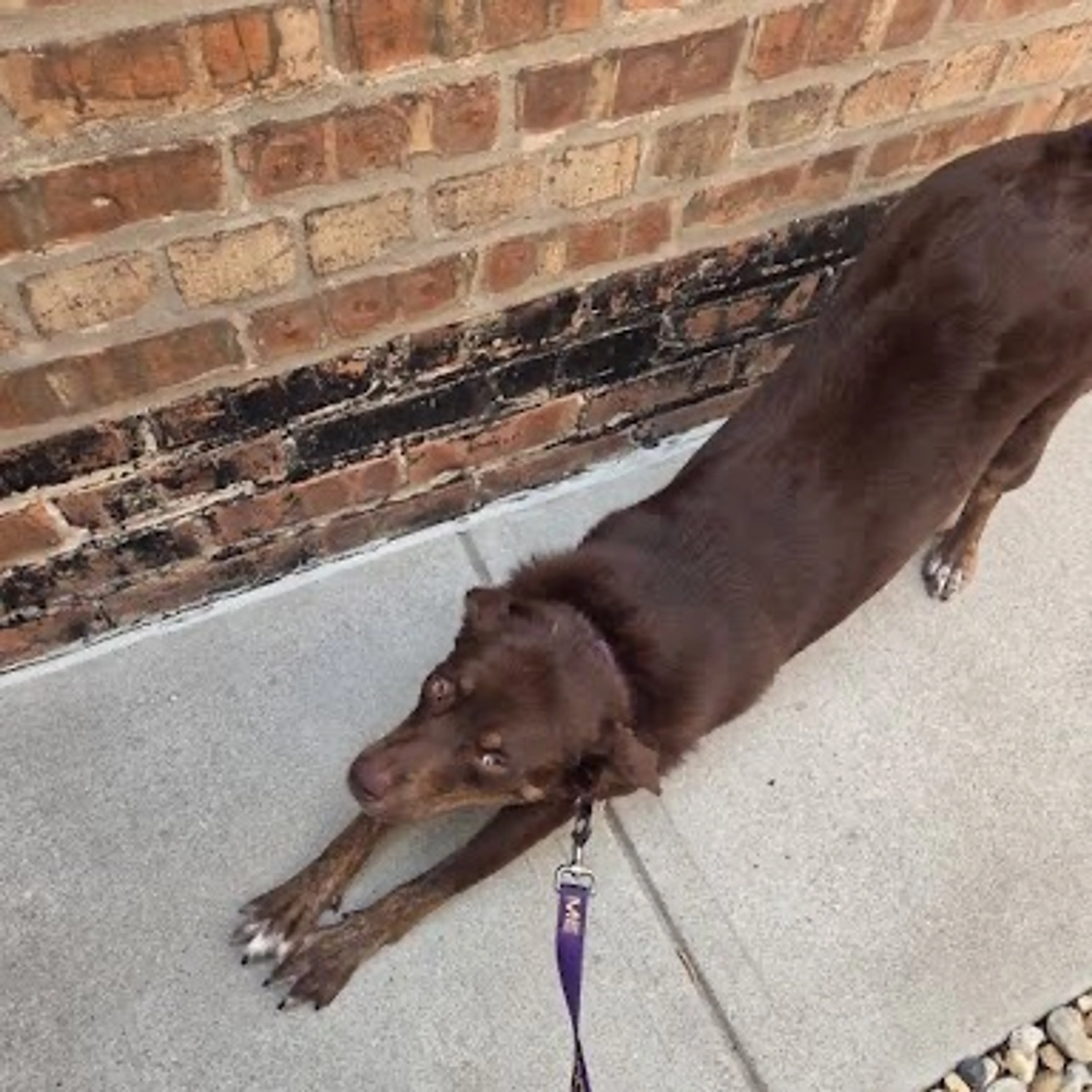 Found pet-65