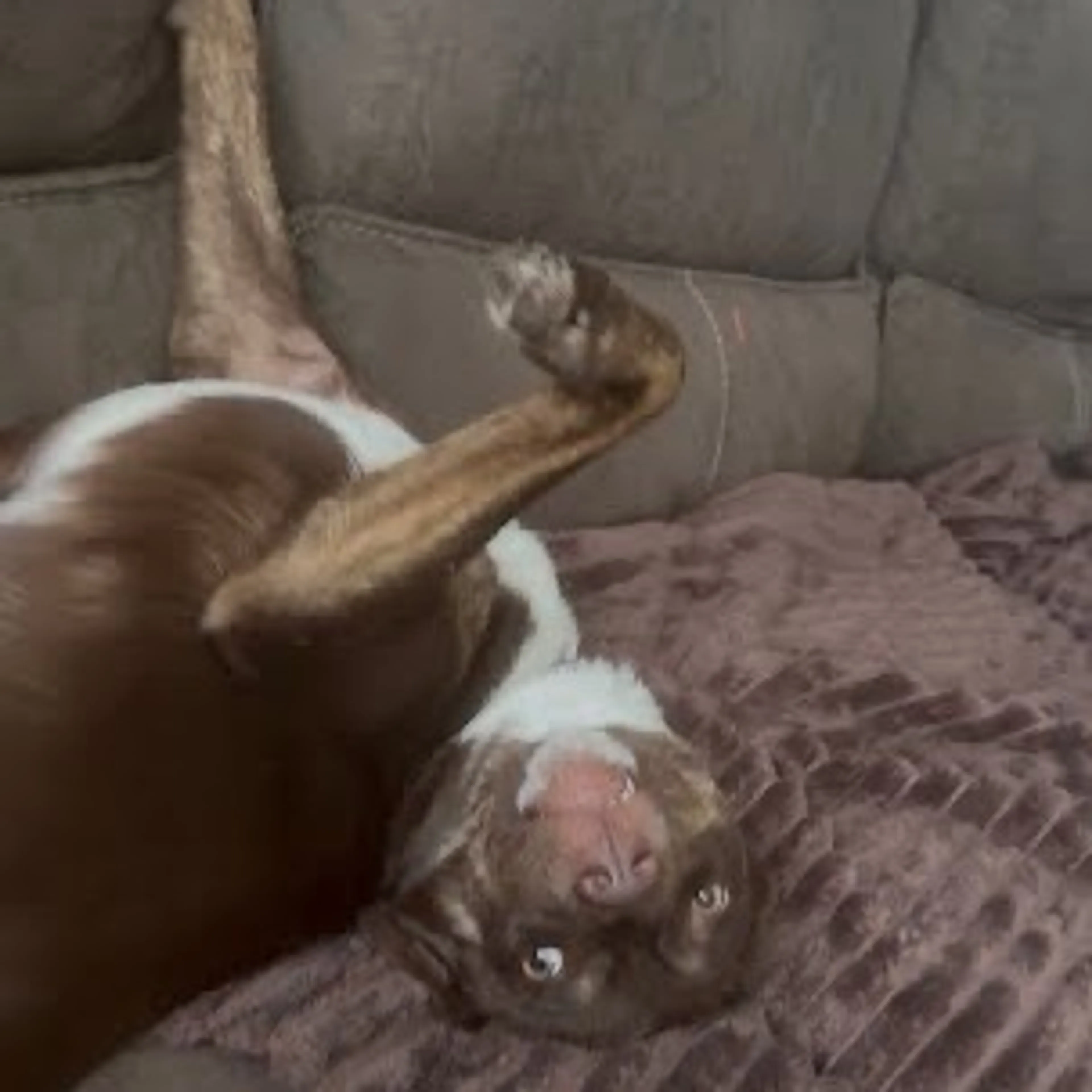 Found pet-62