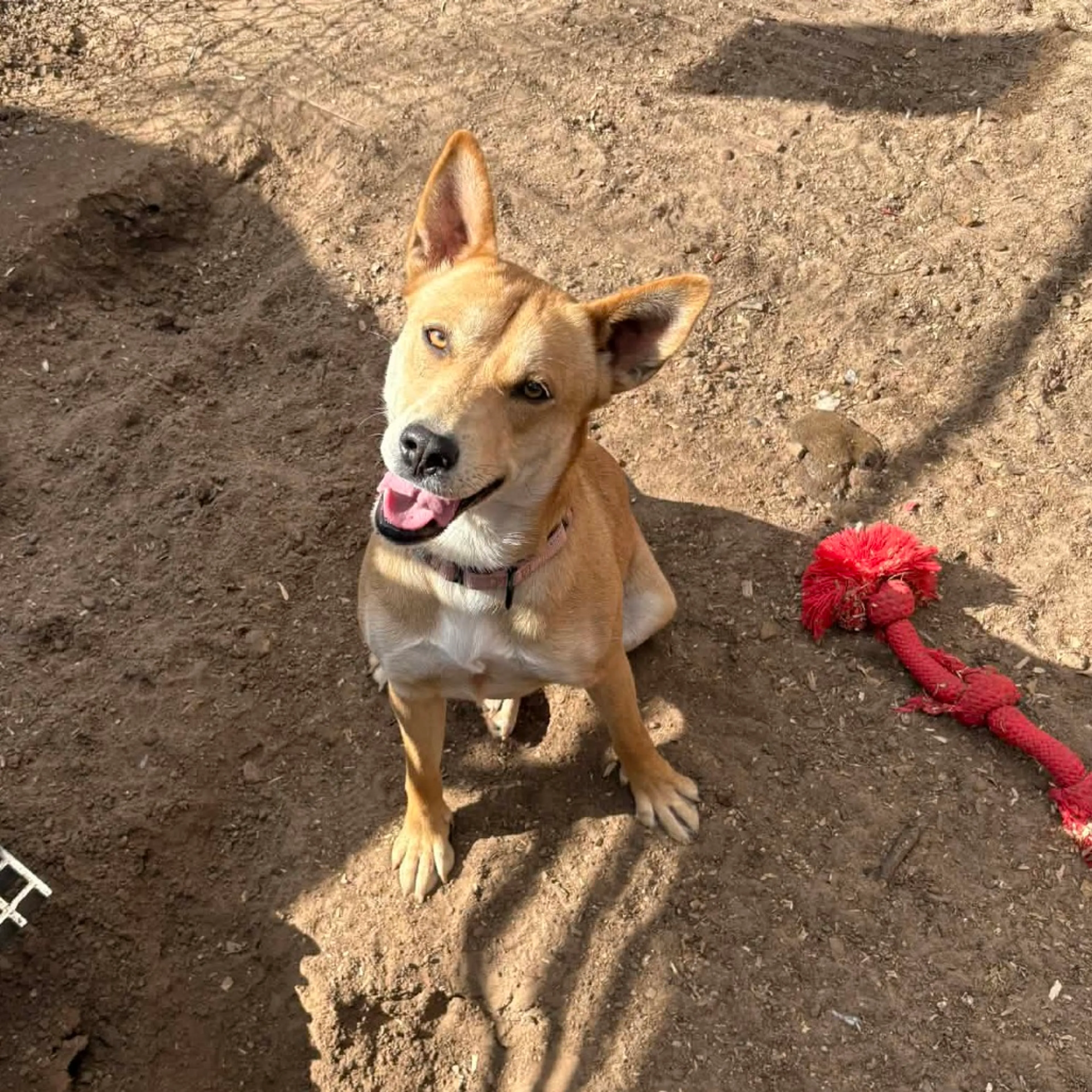 Found pet-1