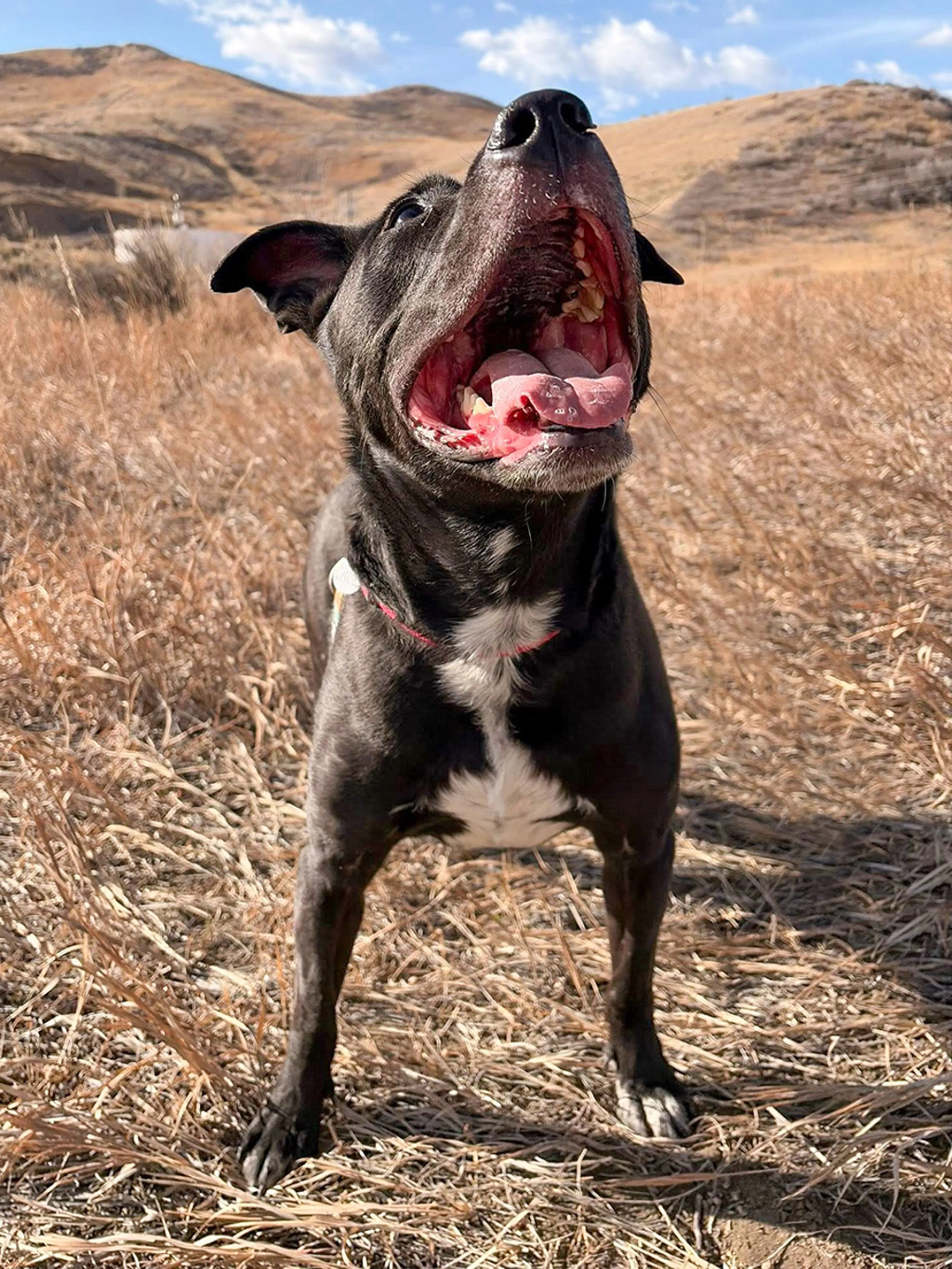 Found pet-1