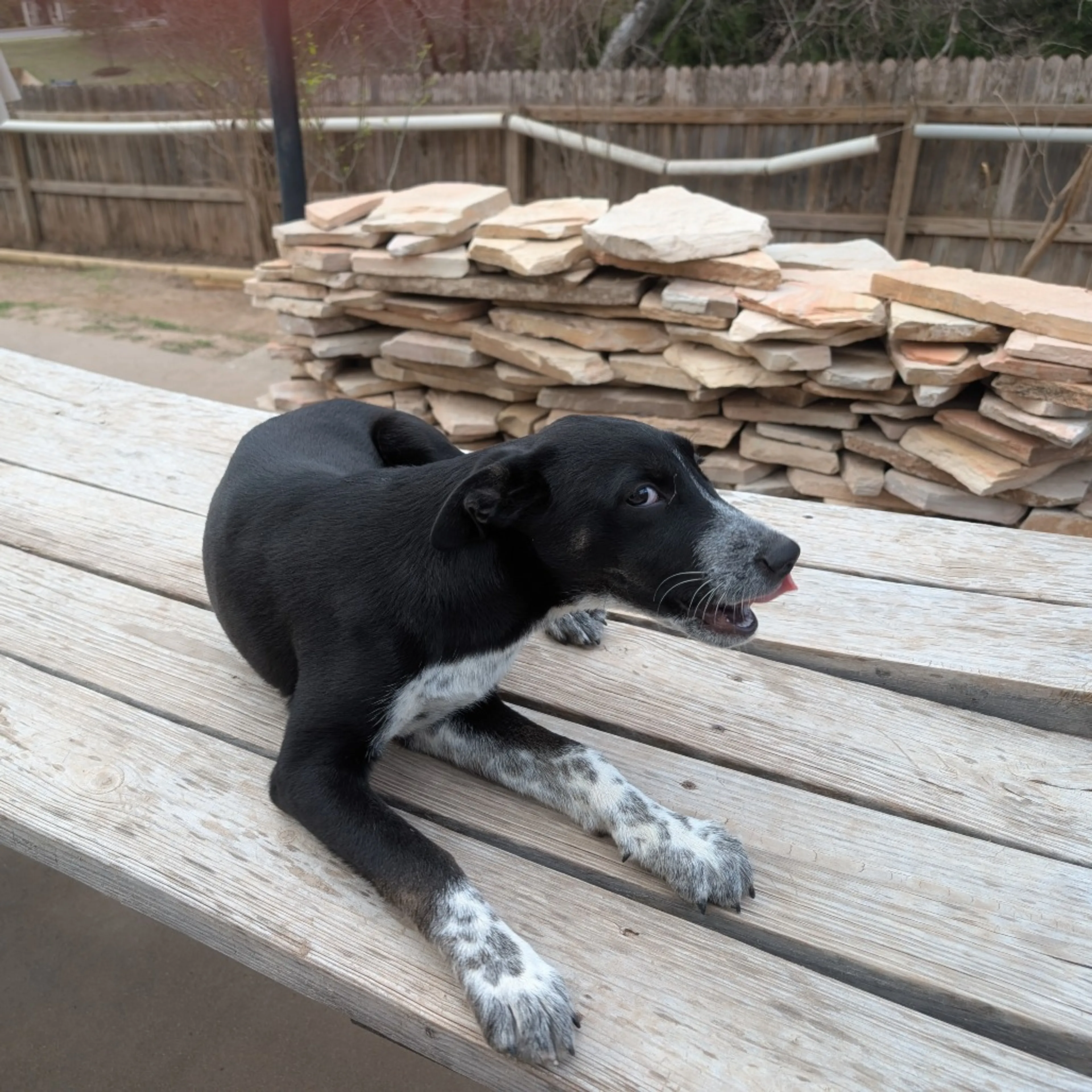 Found pet-2