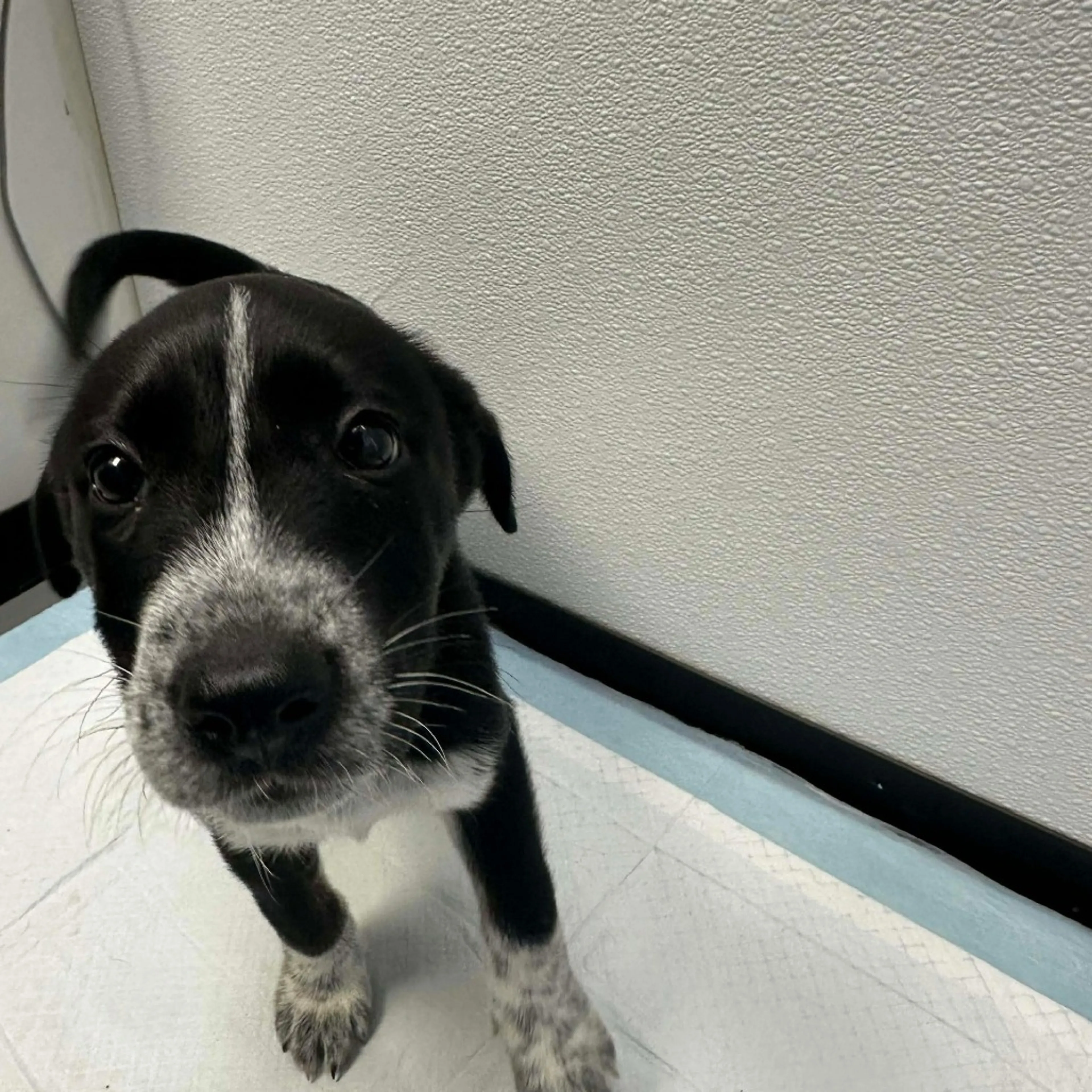 Found pet-1