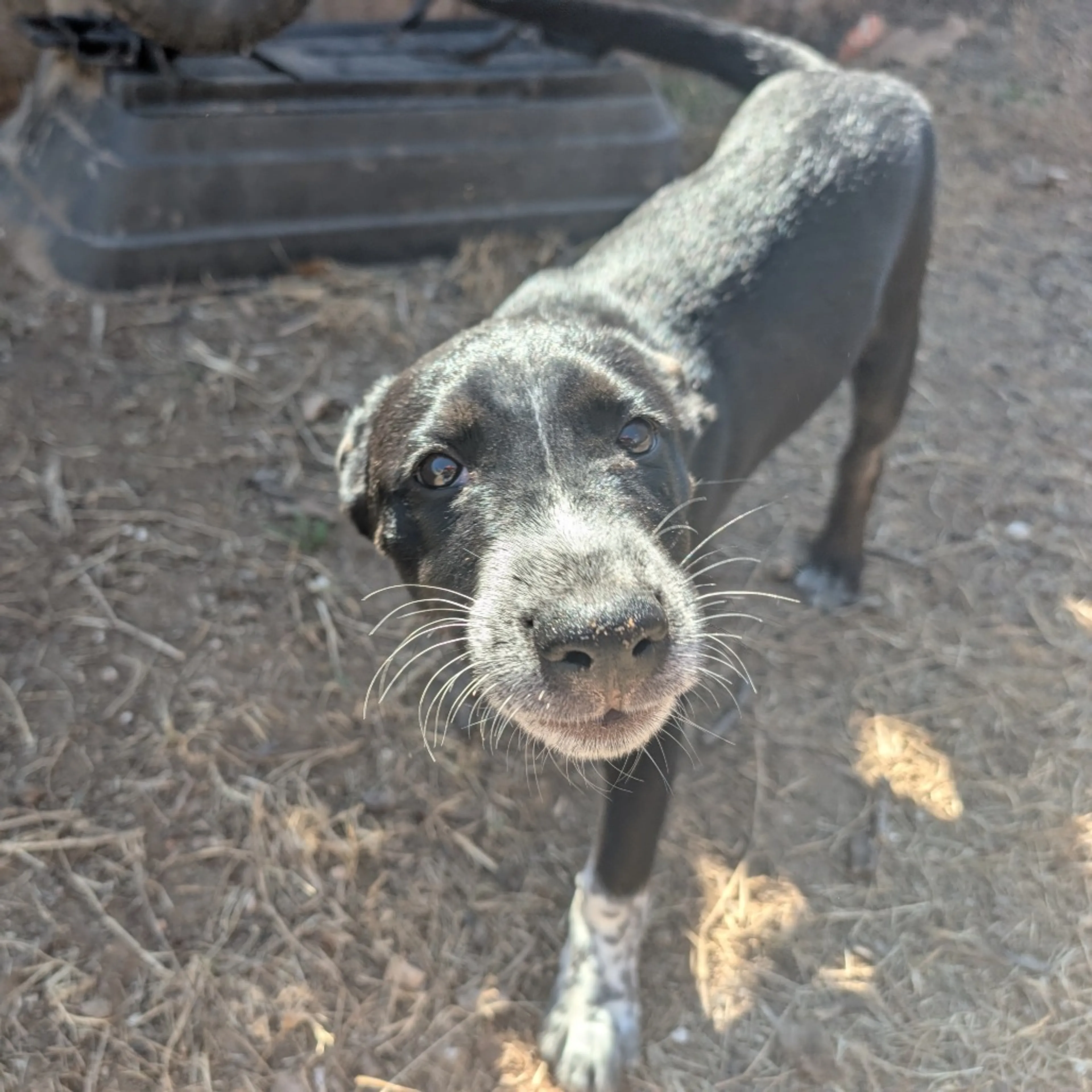 Found pet-3