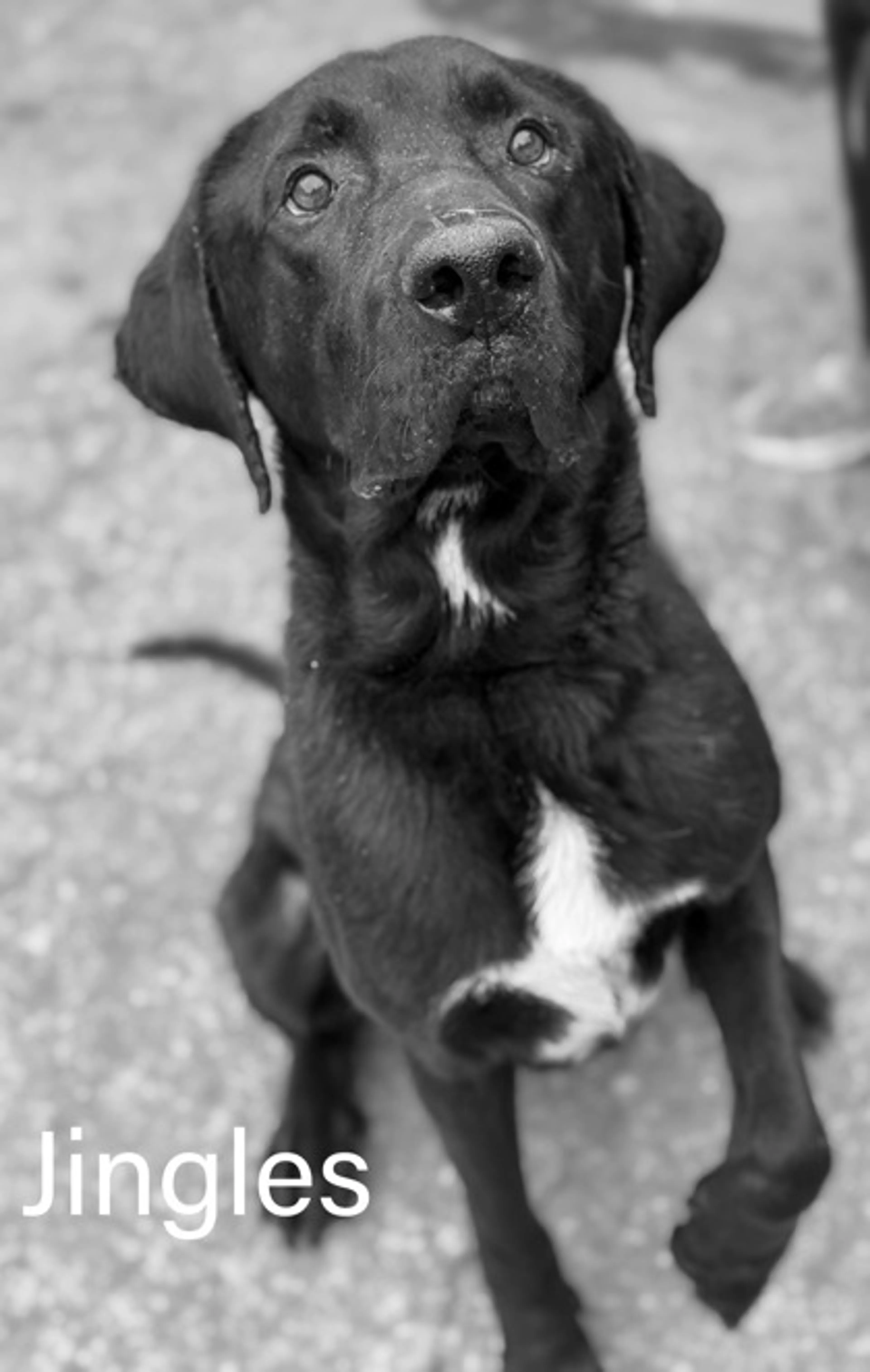 Found pet-1