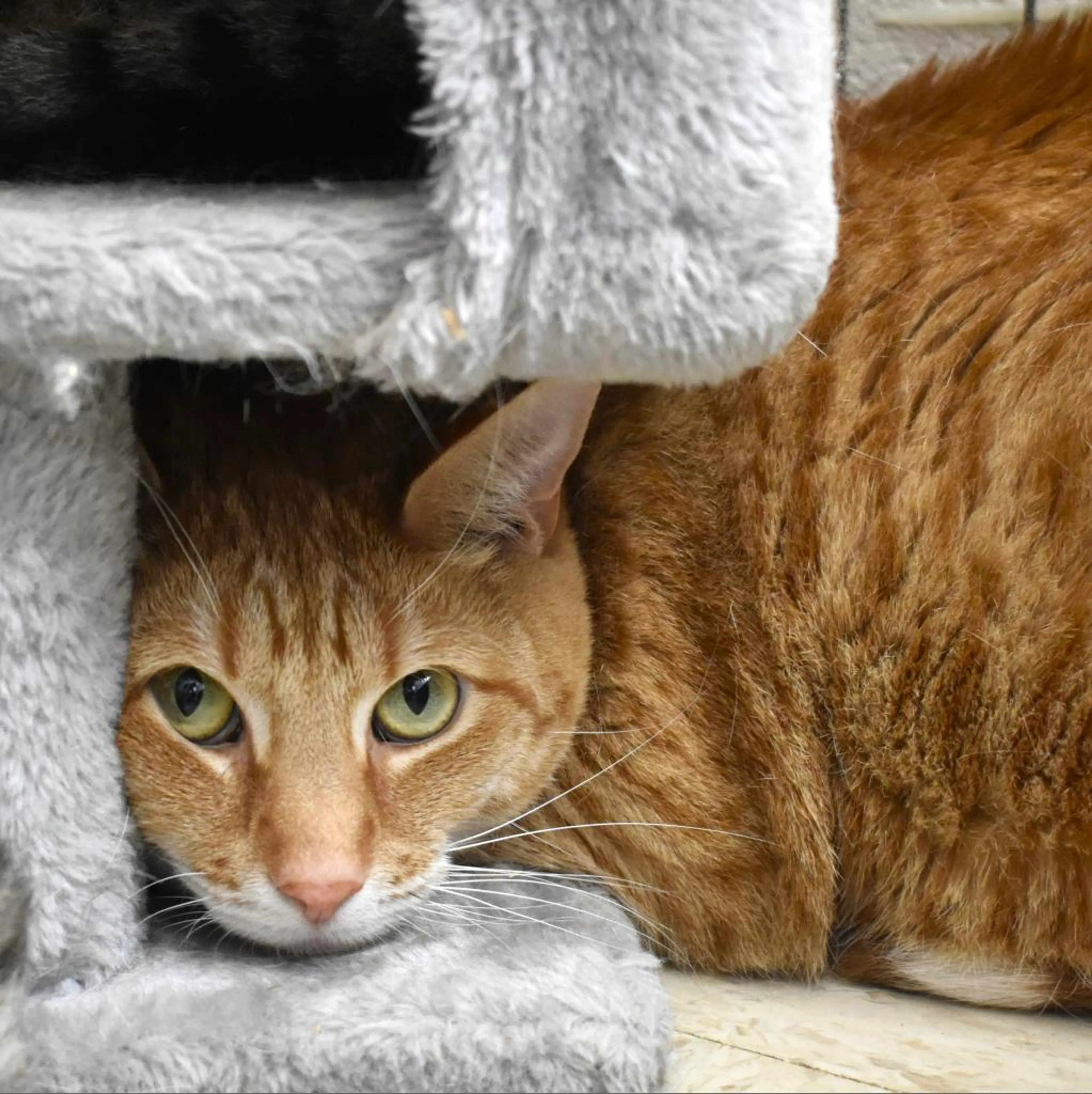 Found pet-1