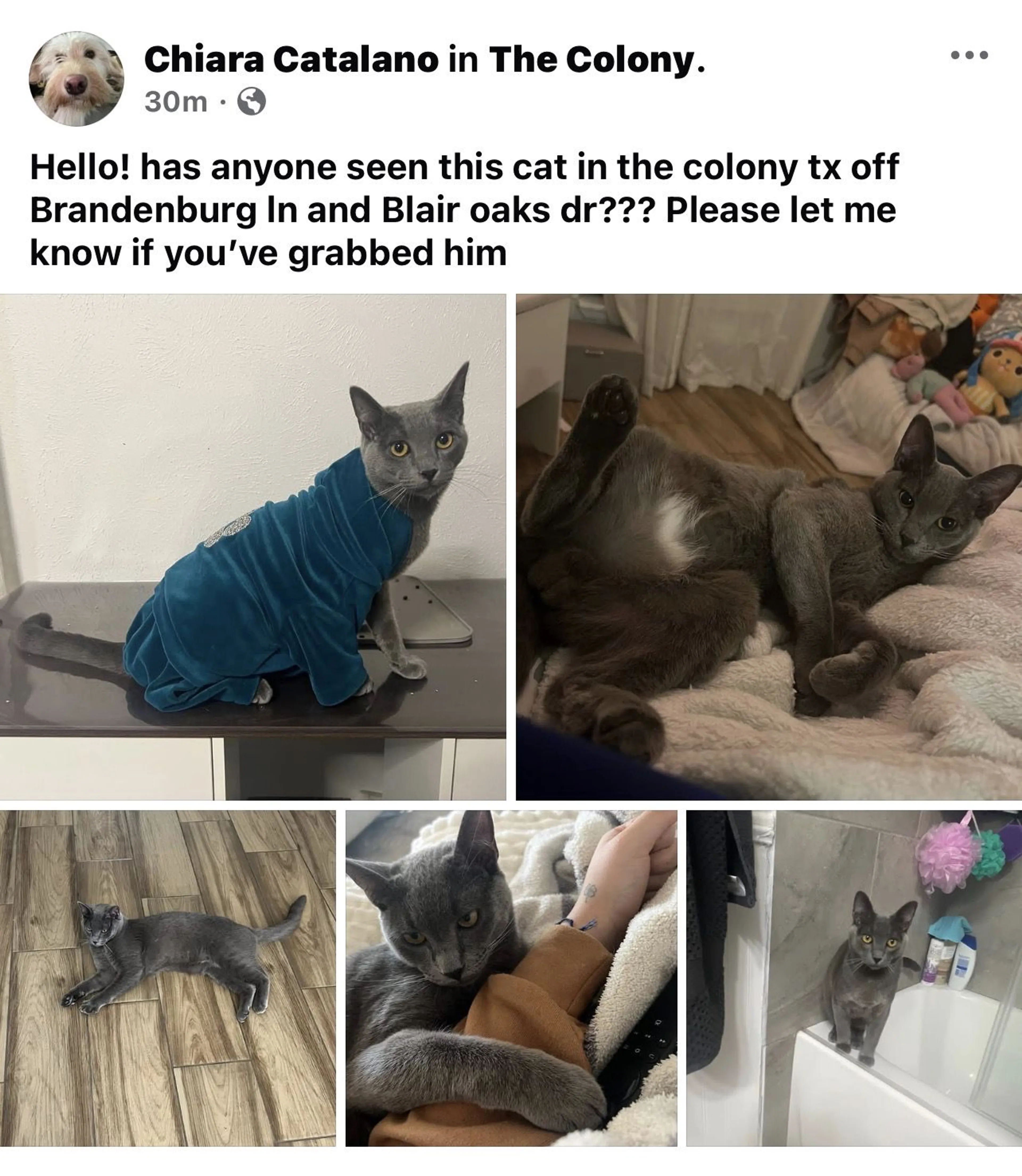 Lost pet