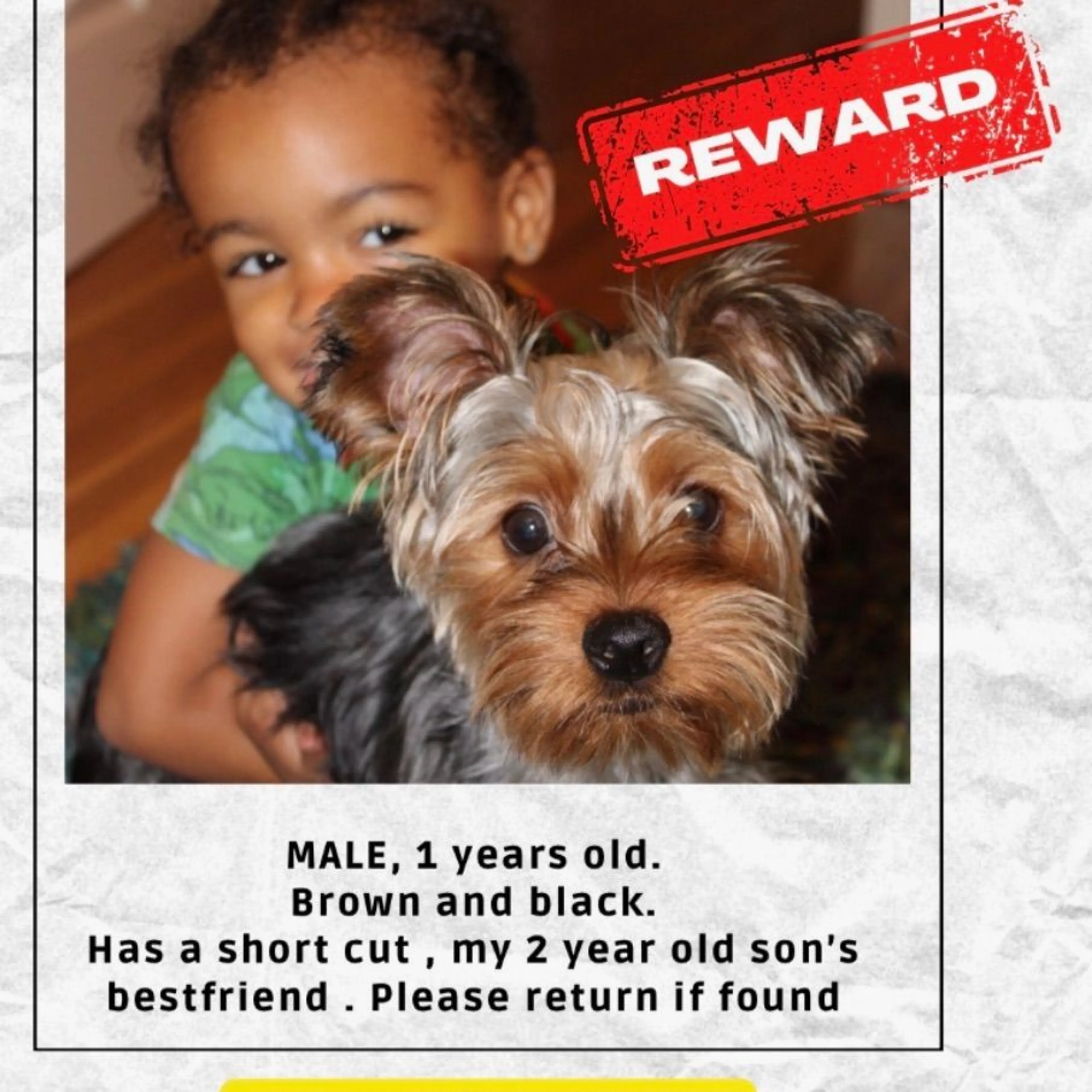 Lost pet