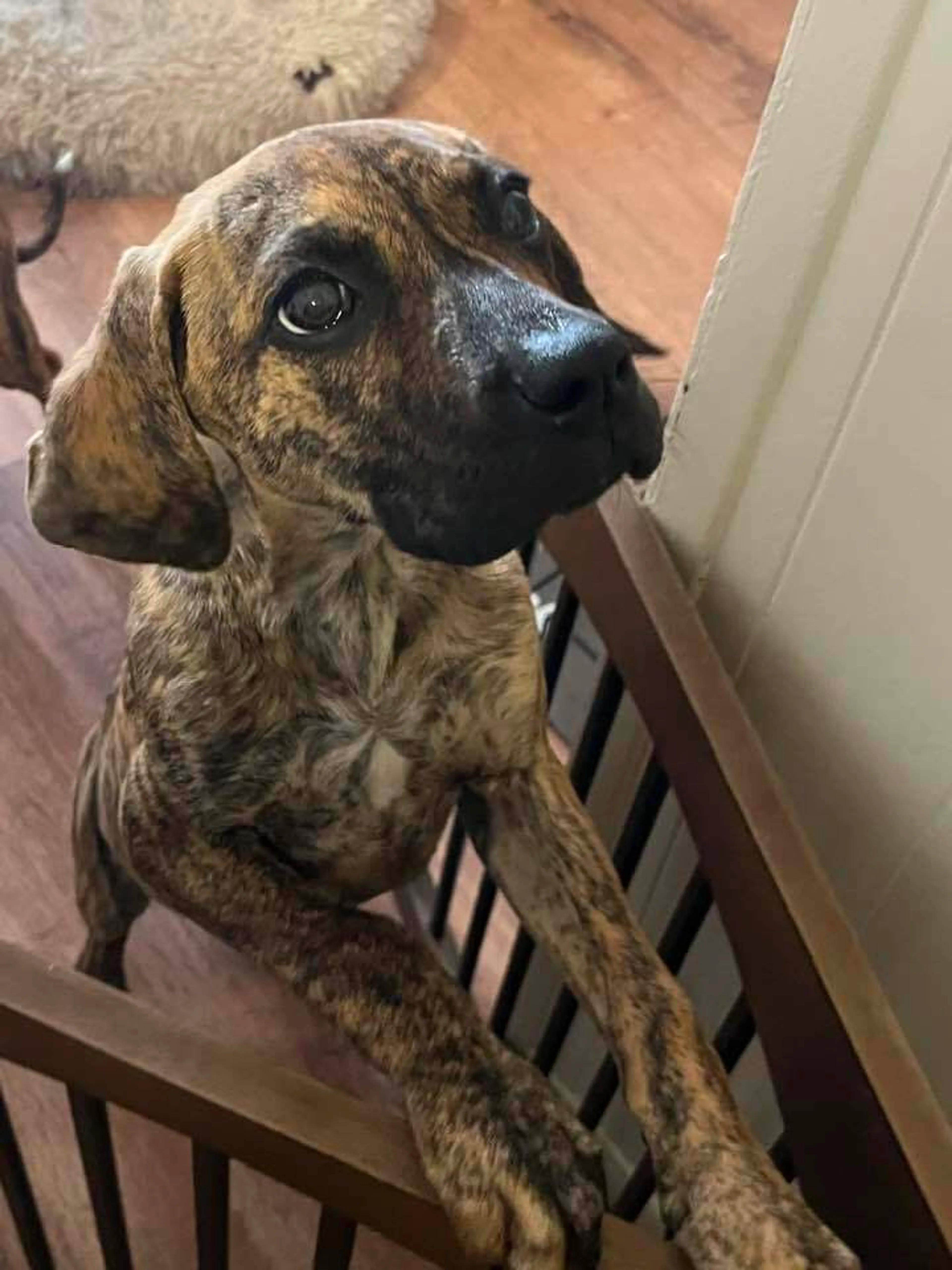 Found pet-1